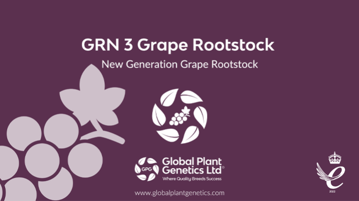 GRN 3 Grape Rootstock