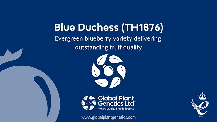 Blue Duchess (TH1876)