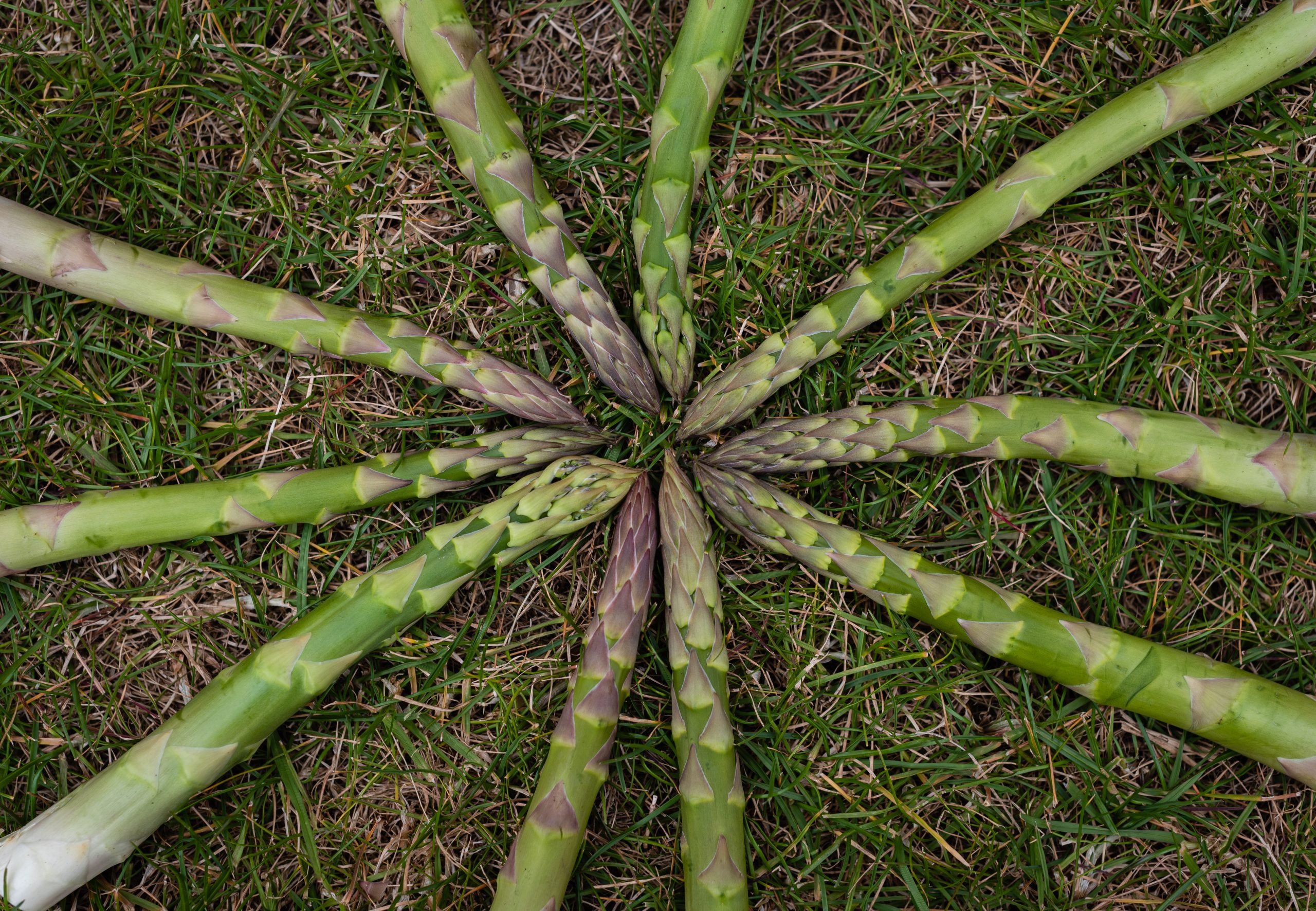 asparagus