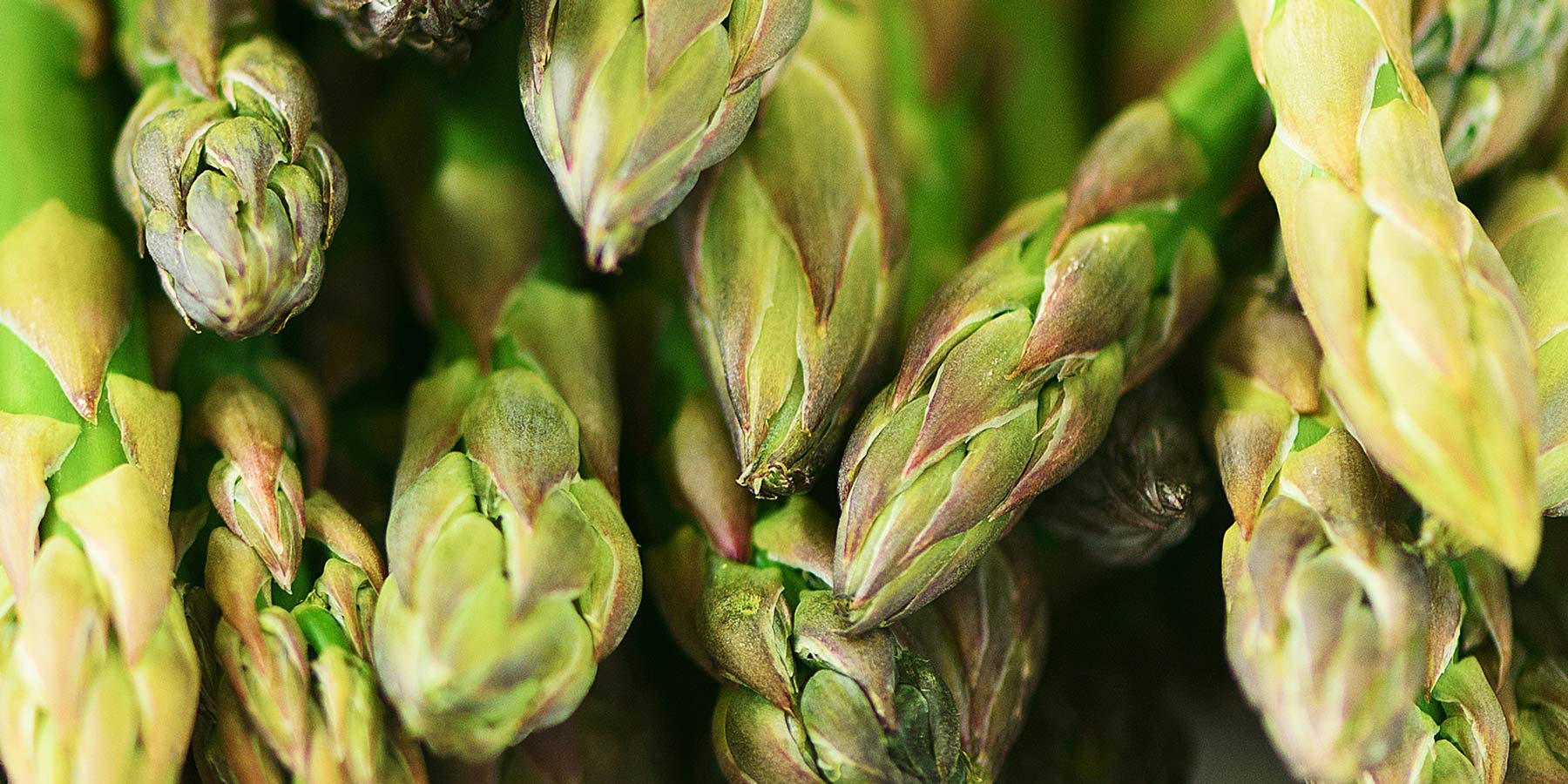 Genetics for the modern market