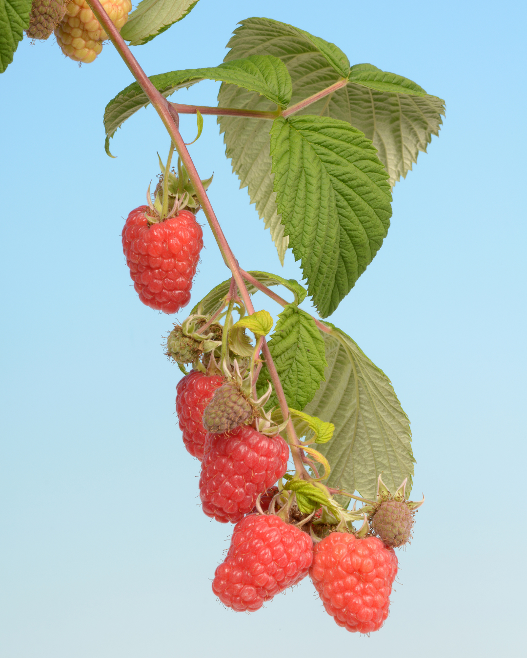 raspberry