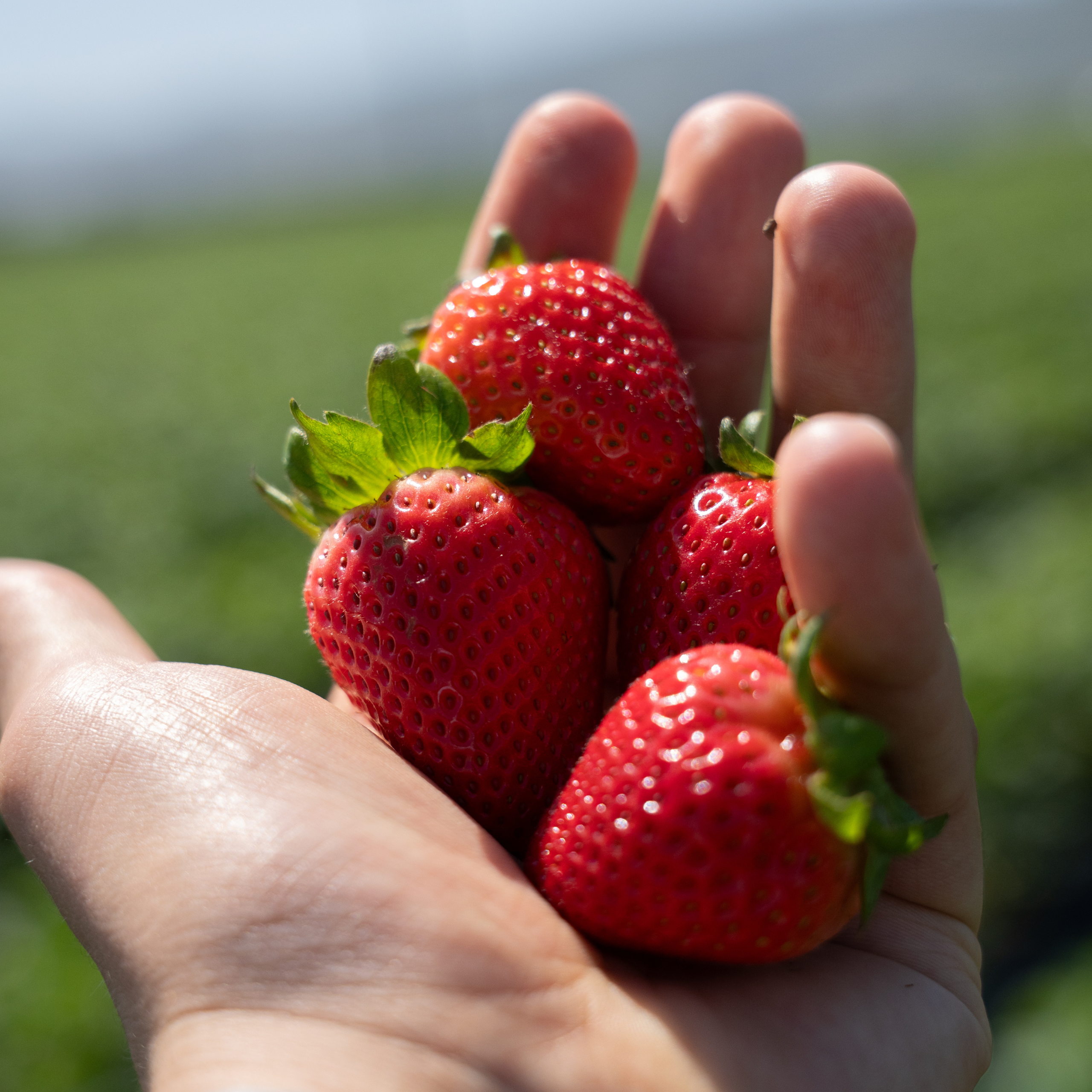 strawberry