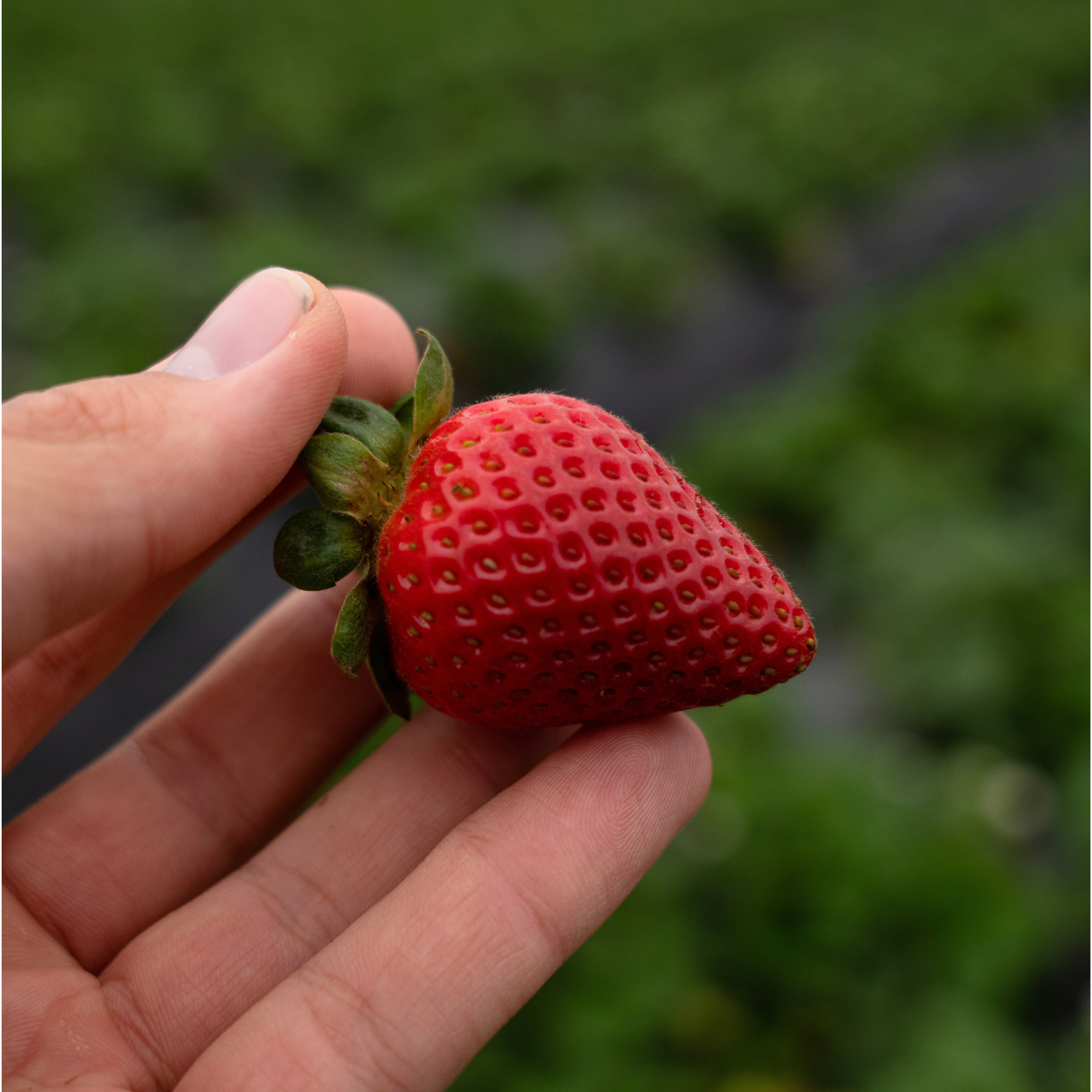 strawberry