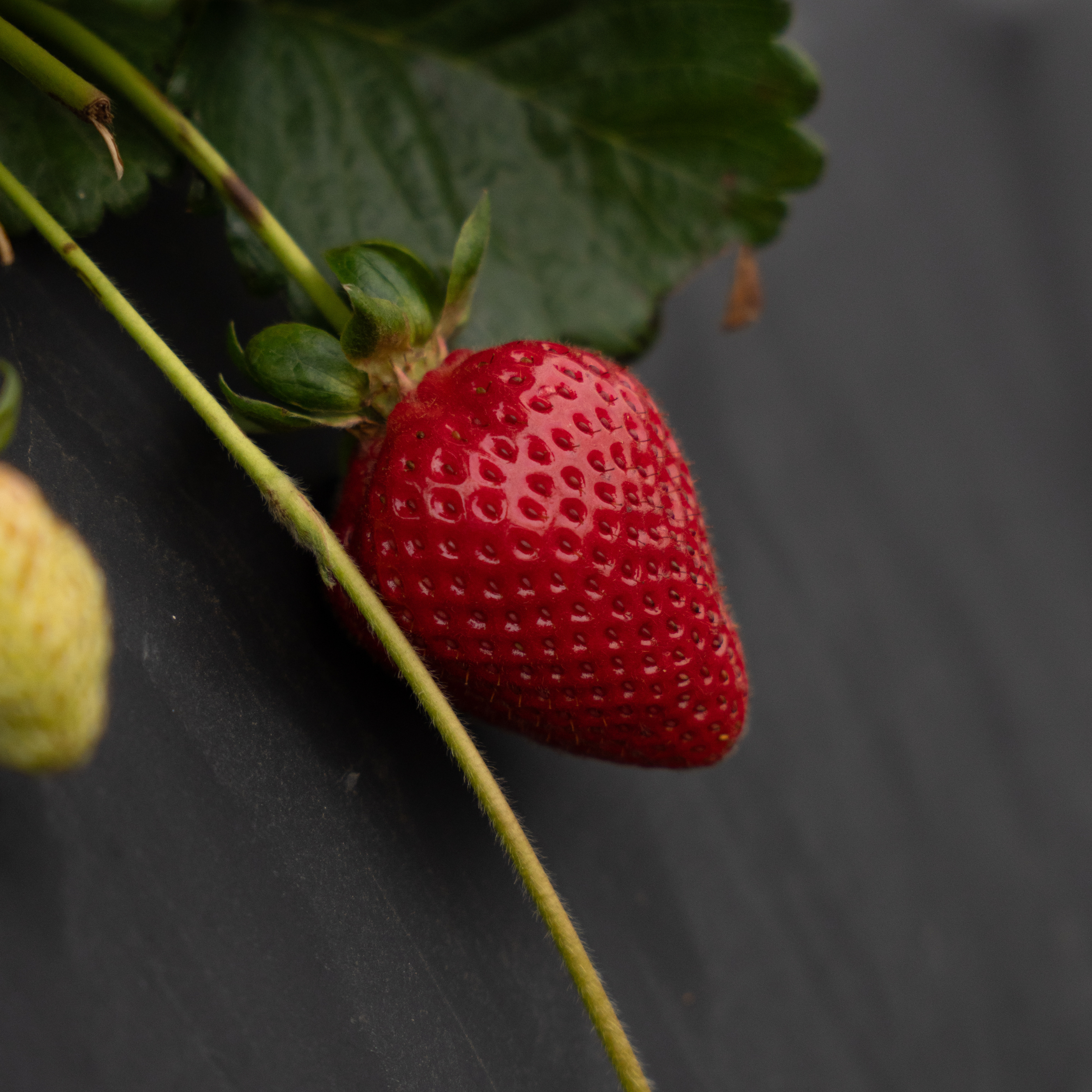 strawberry