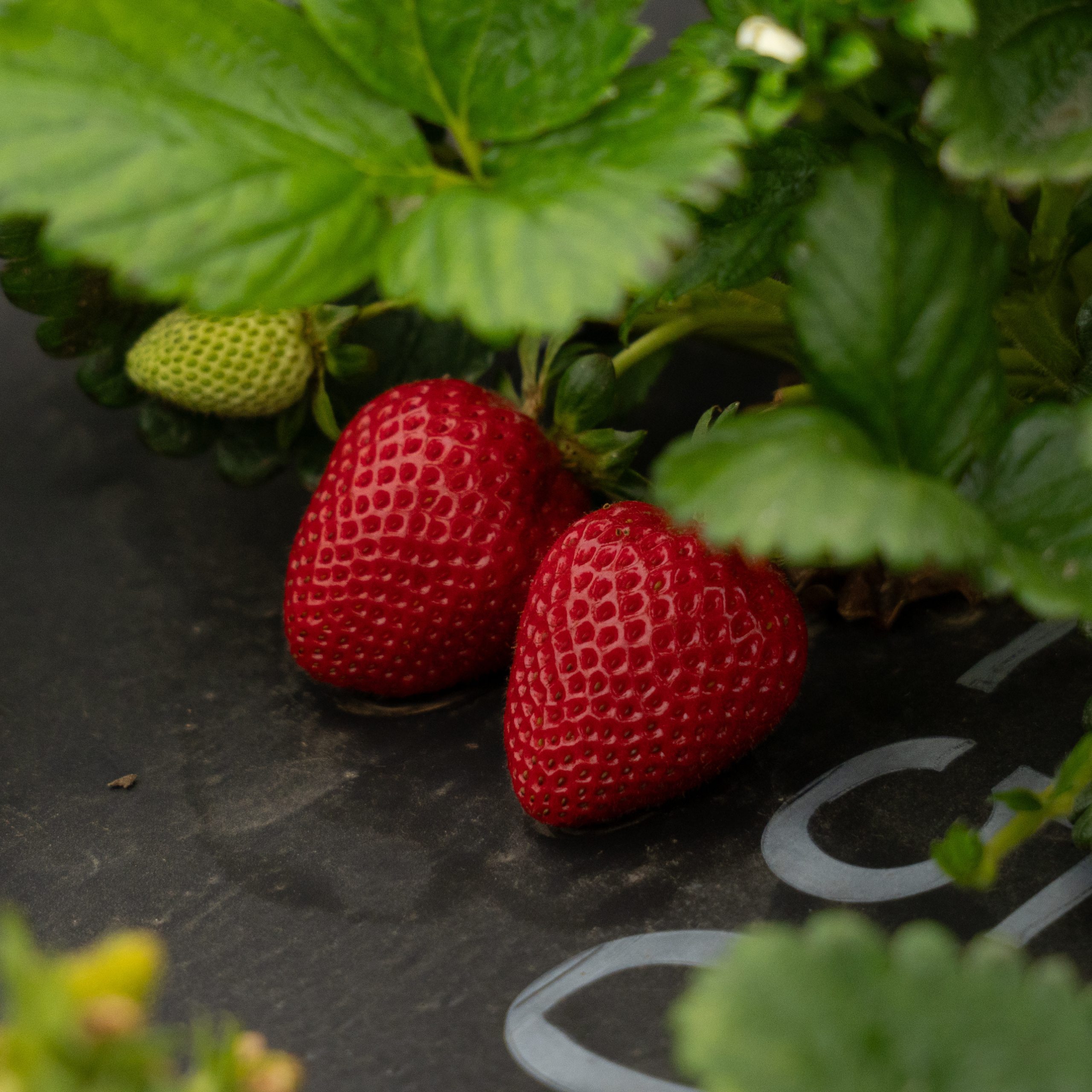 strawberry