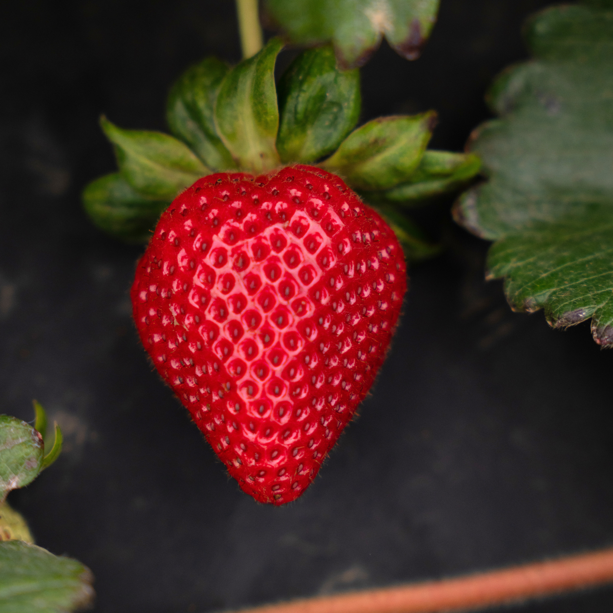 strawberry