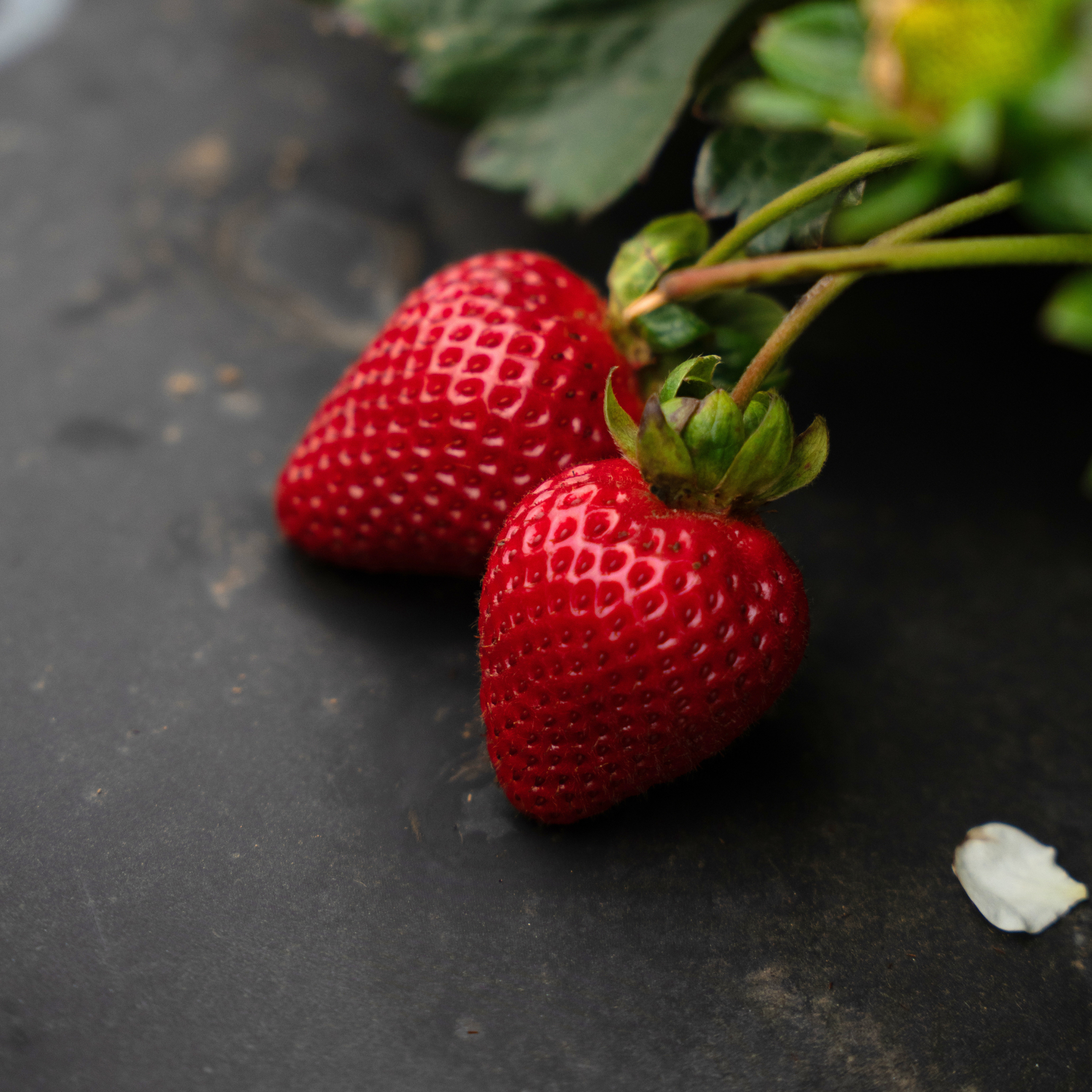 strawberry