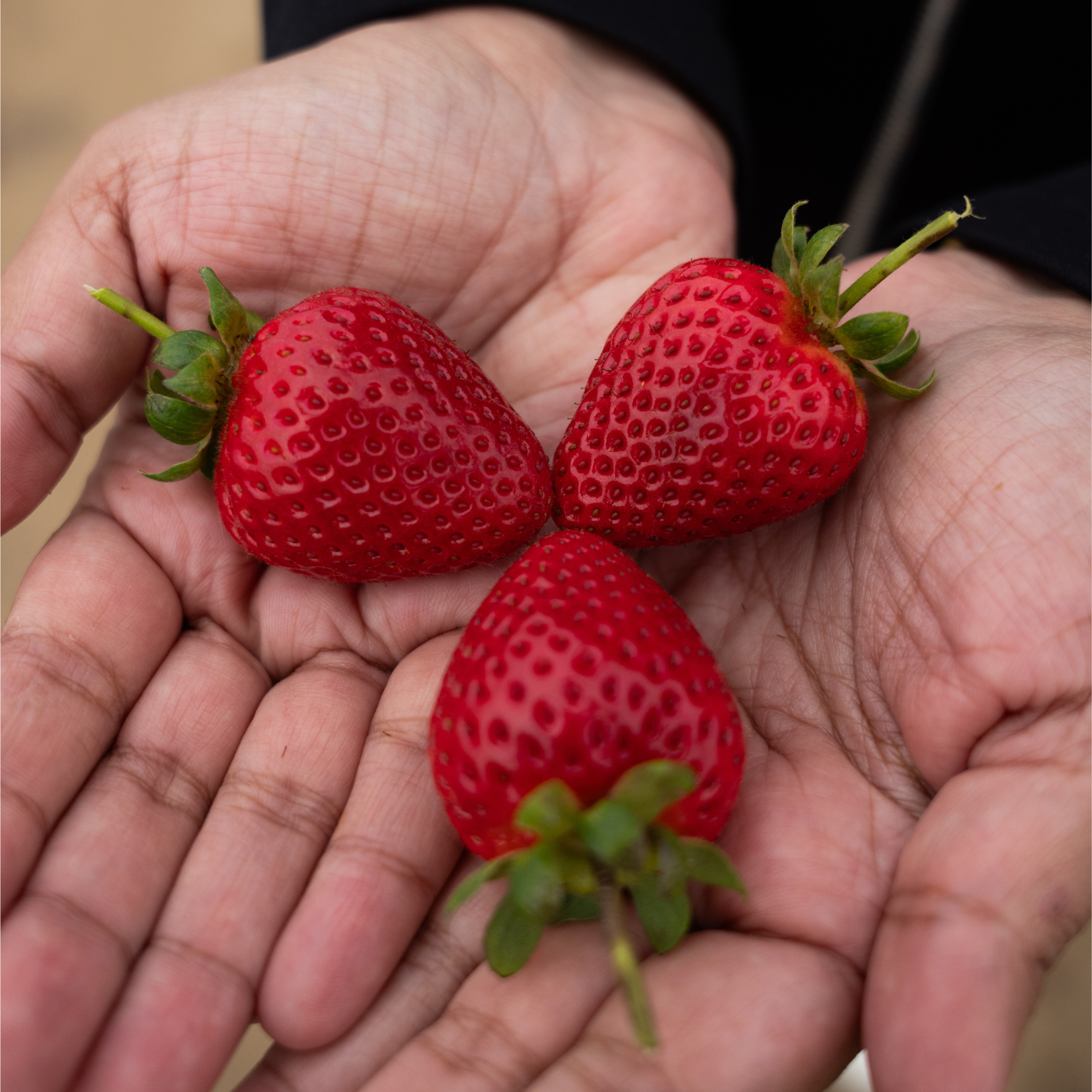 strawberry
