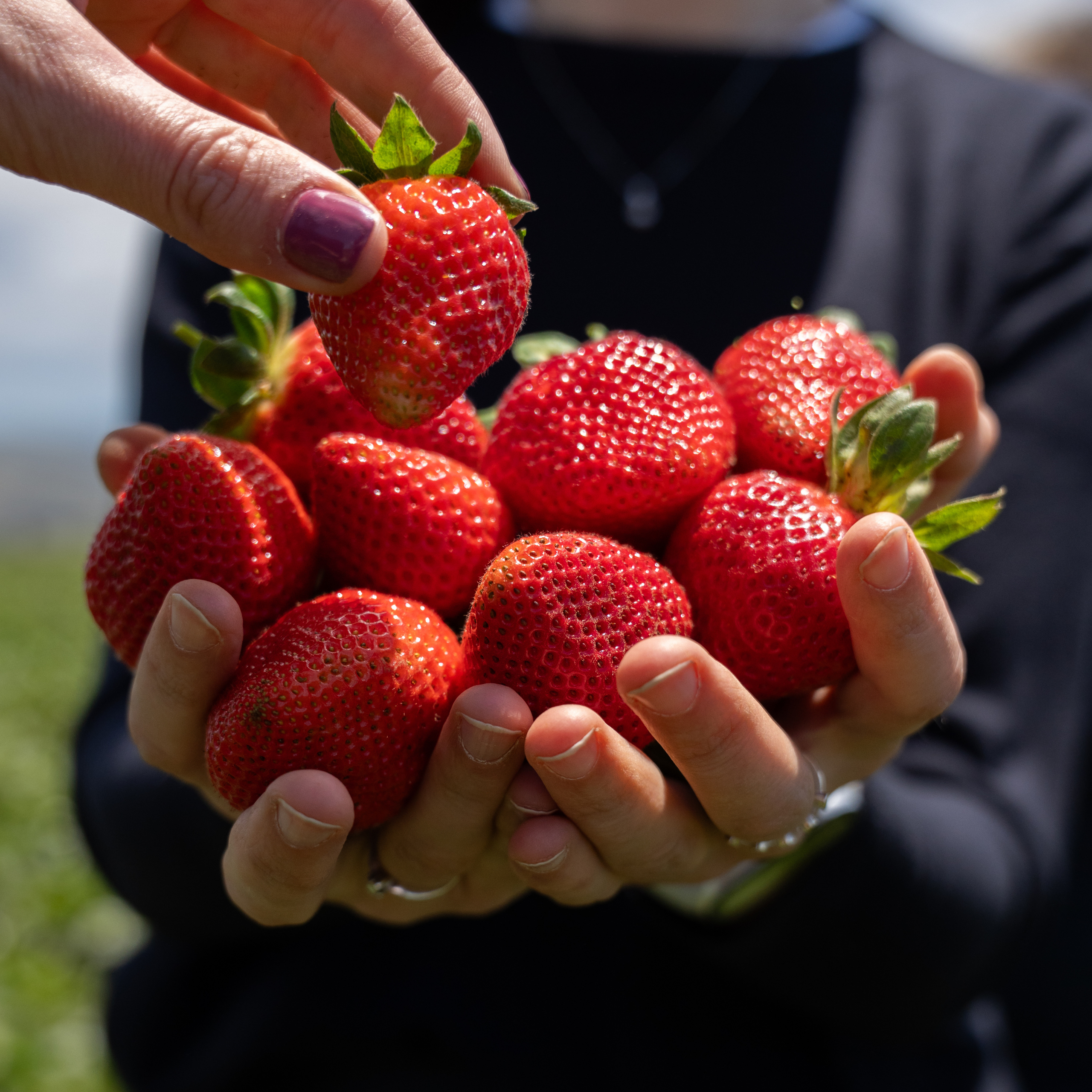 strawberry