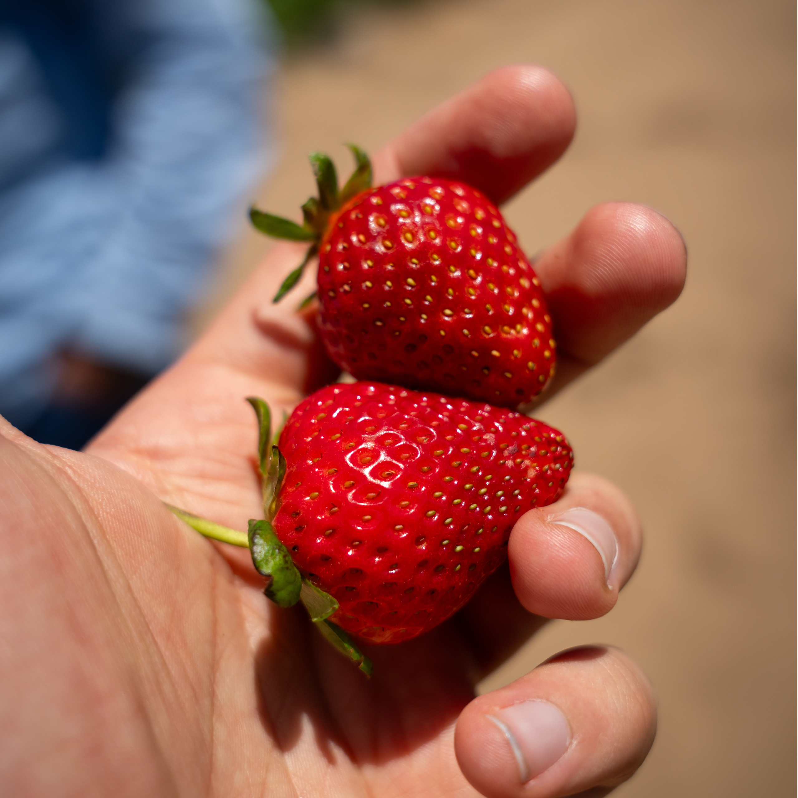 strawberry