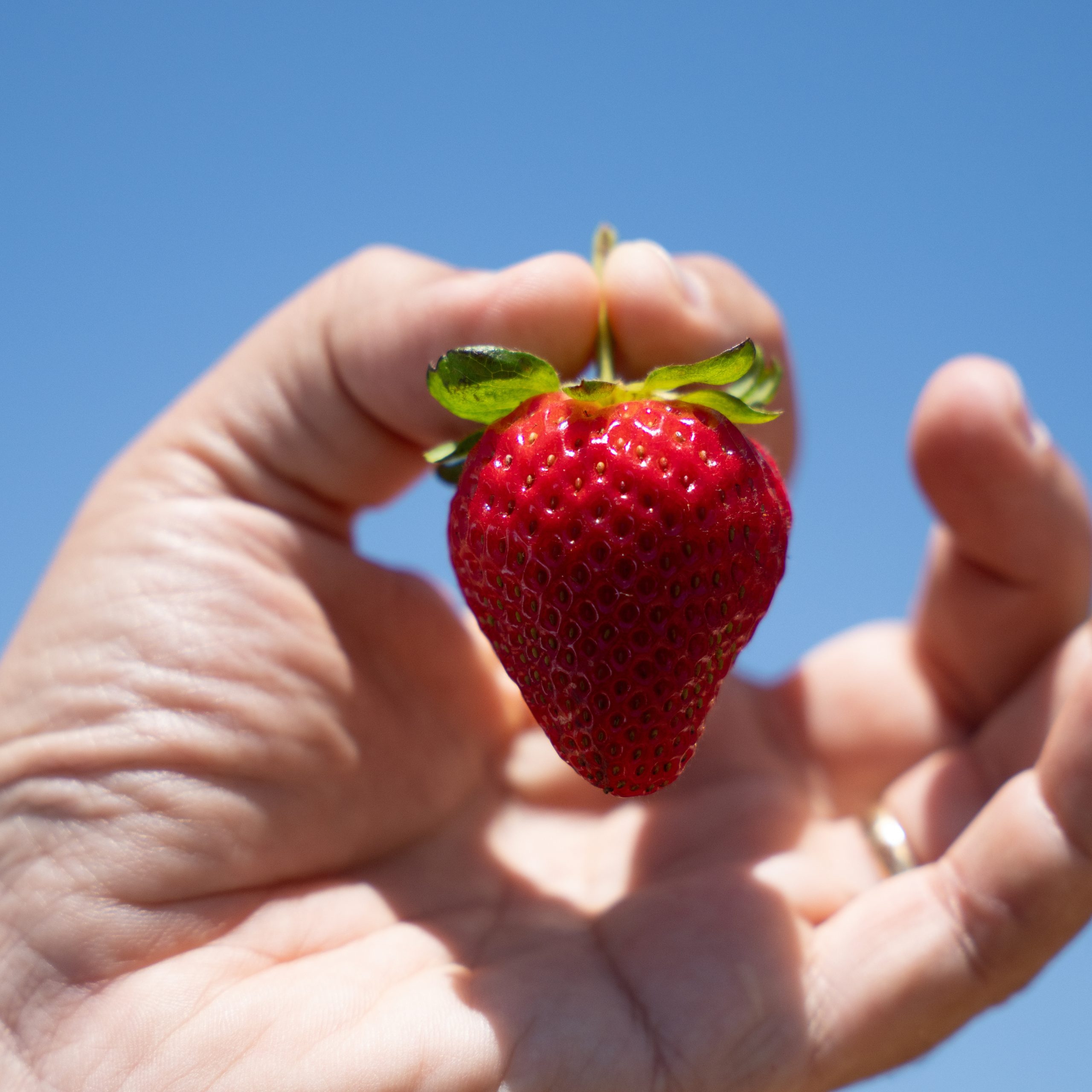 strawberry
