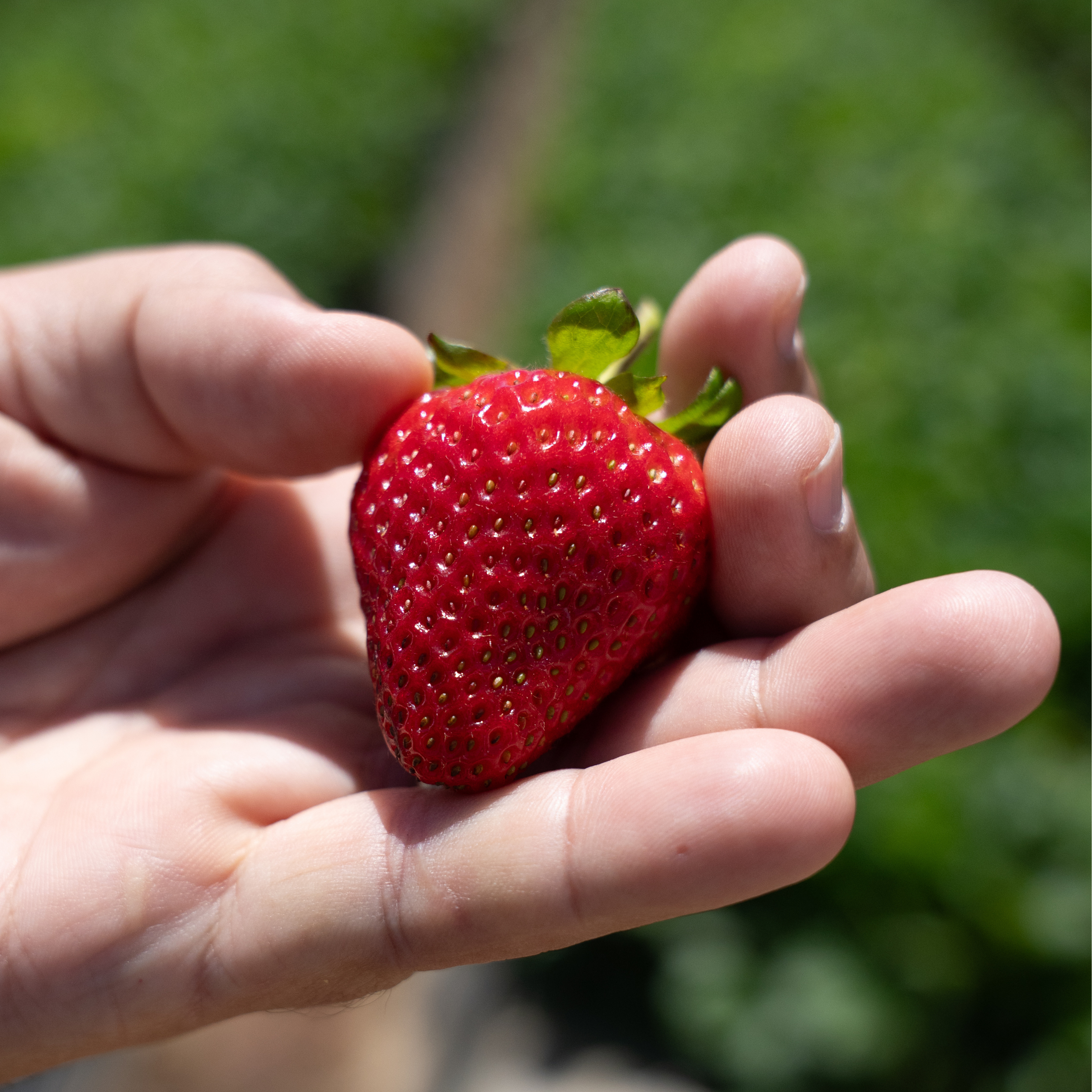 strawberry
