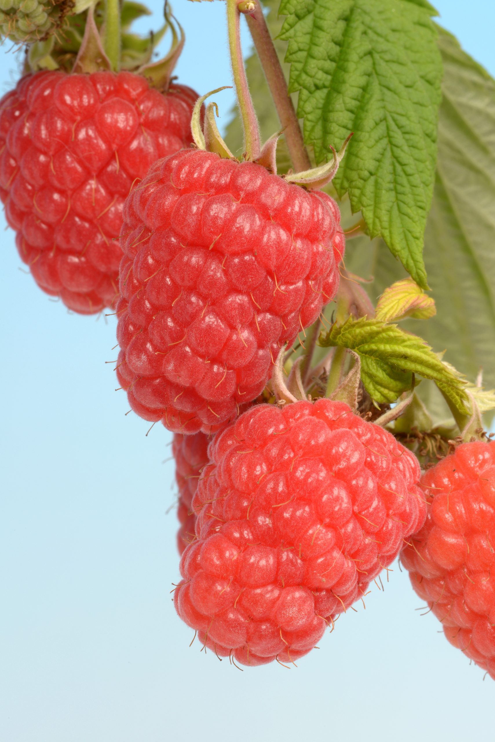 raspberry