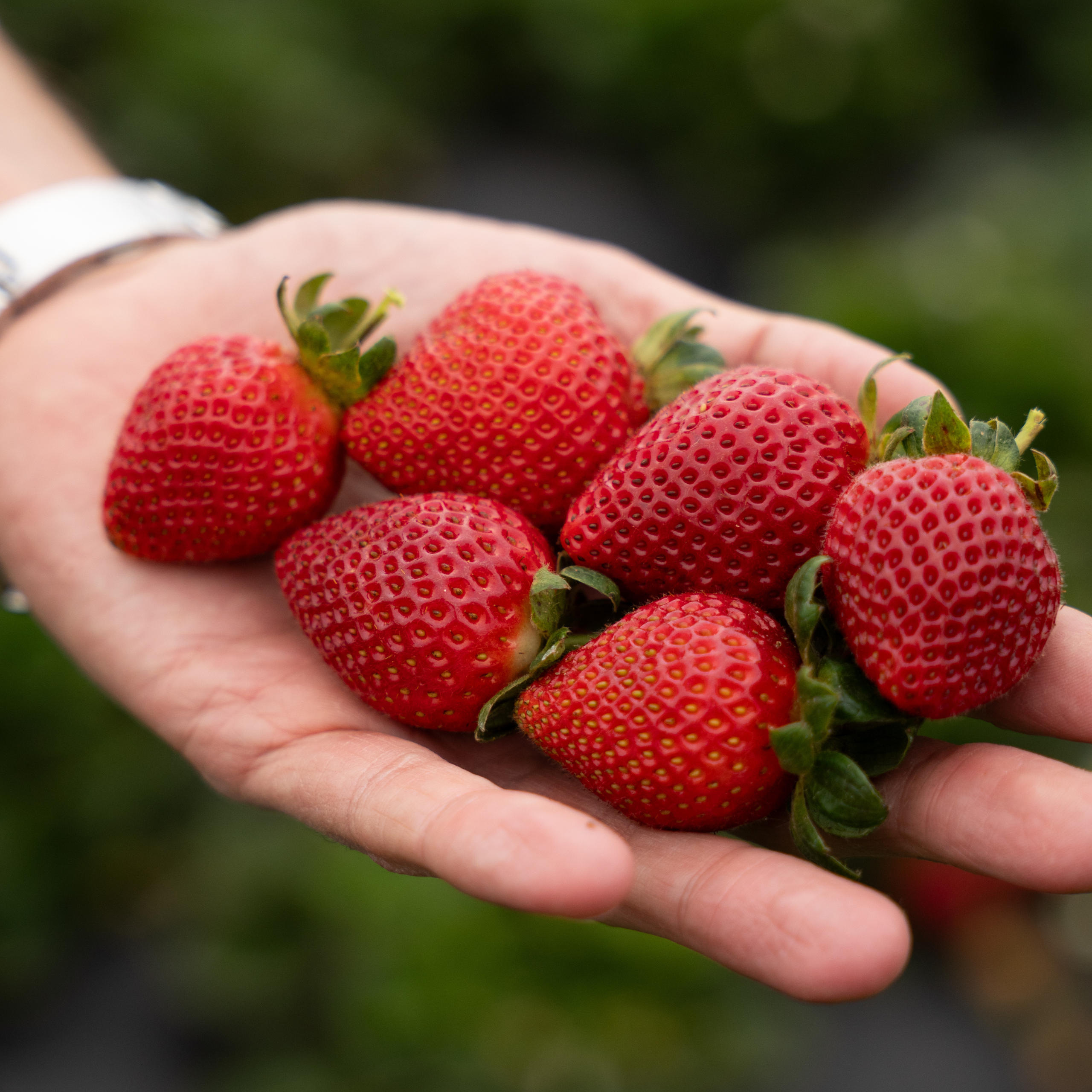 strawberry