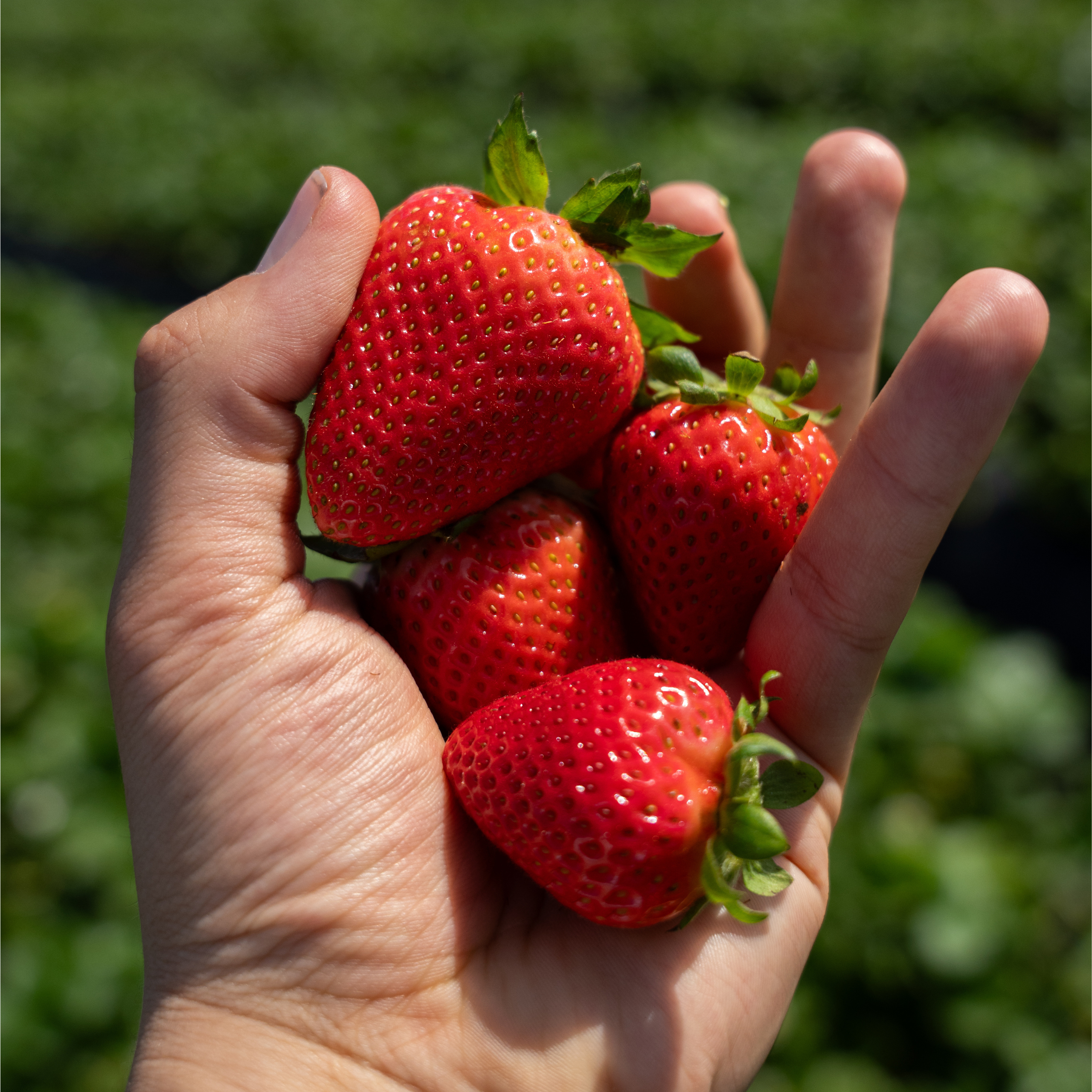 strawberry
