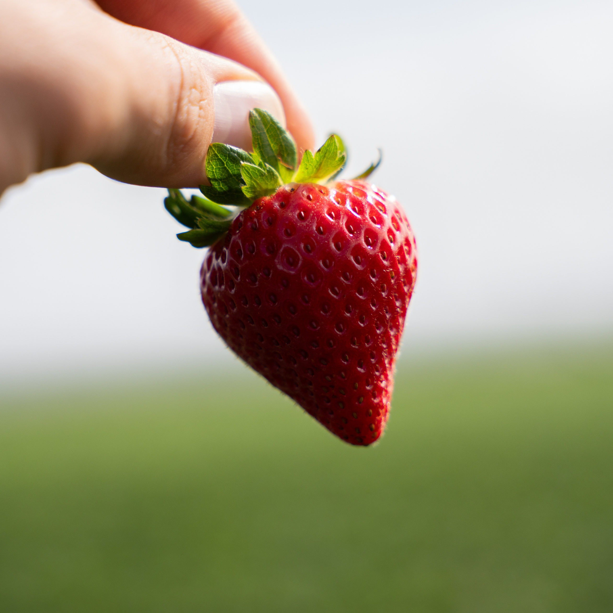 strawberry