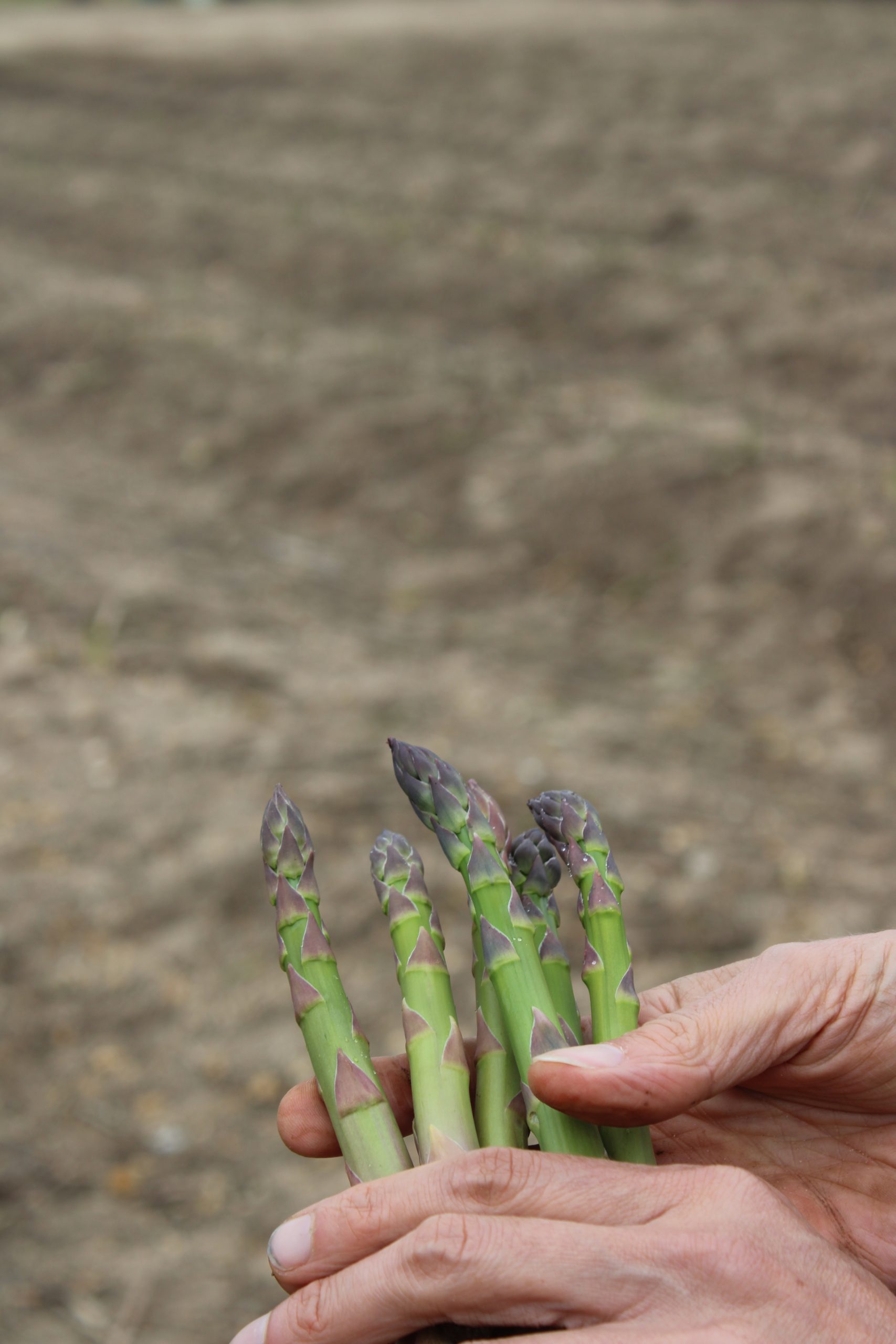 asparagus