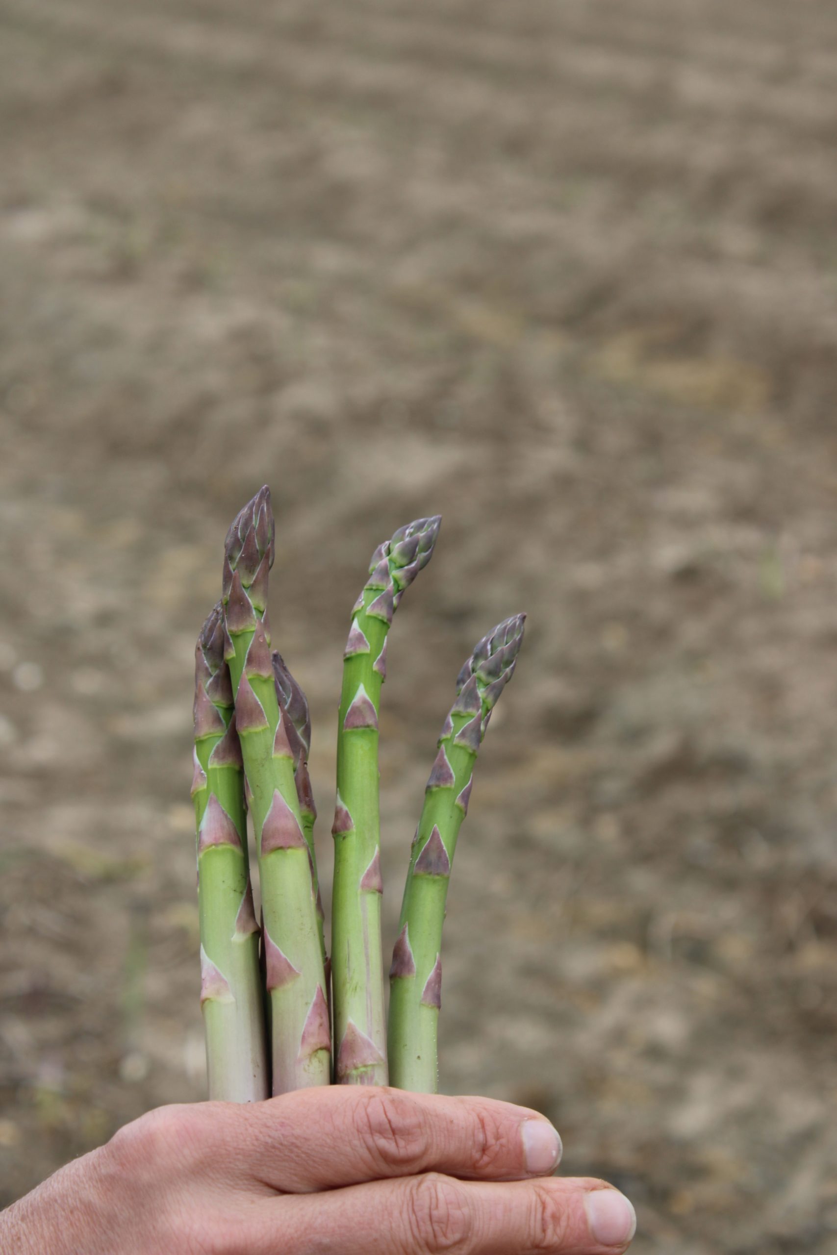 asparagus