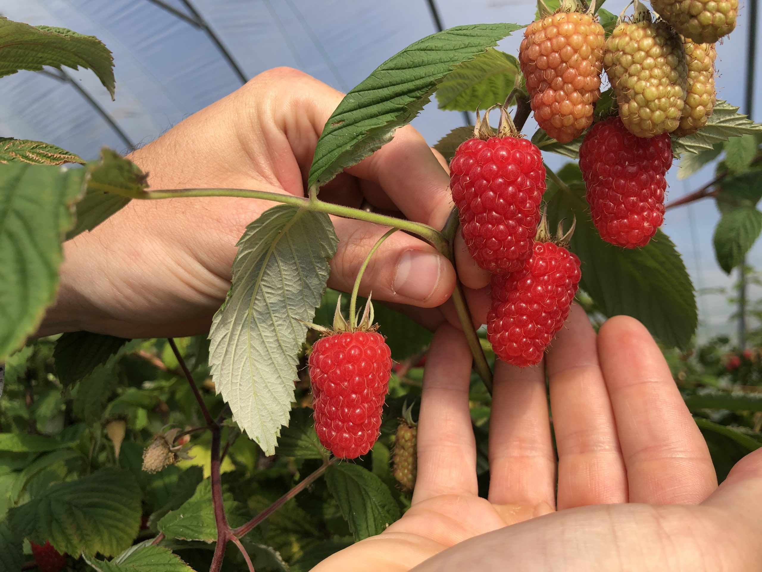 raspberry