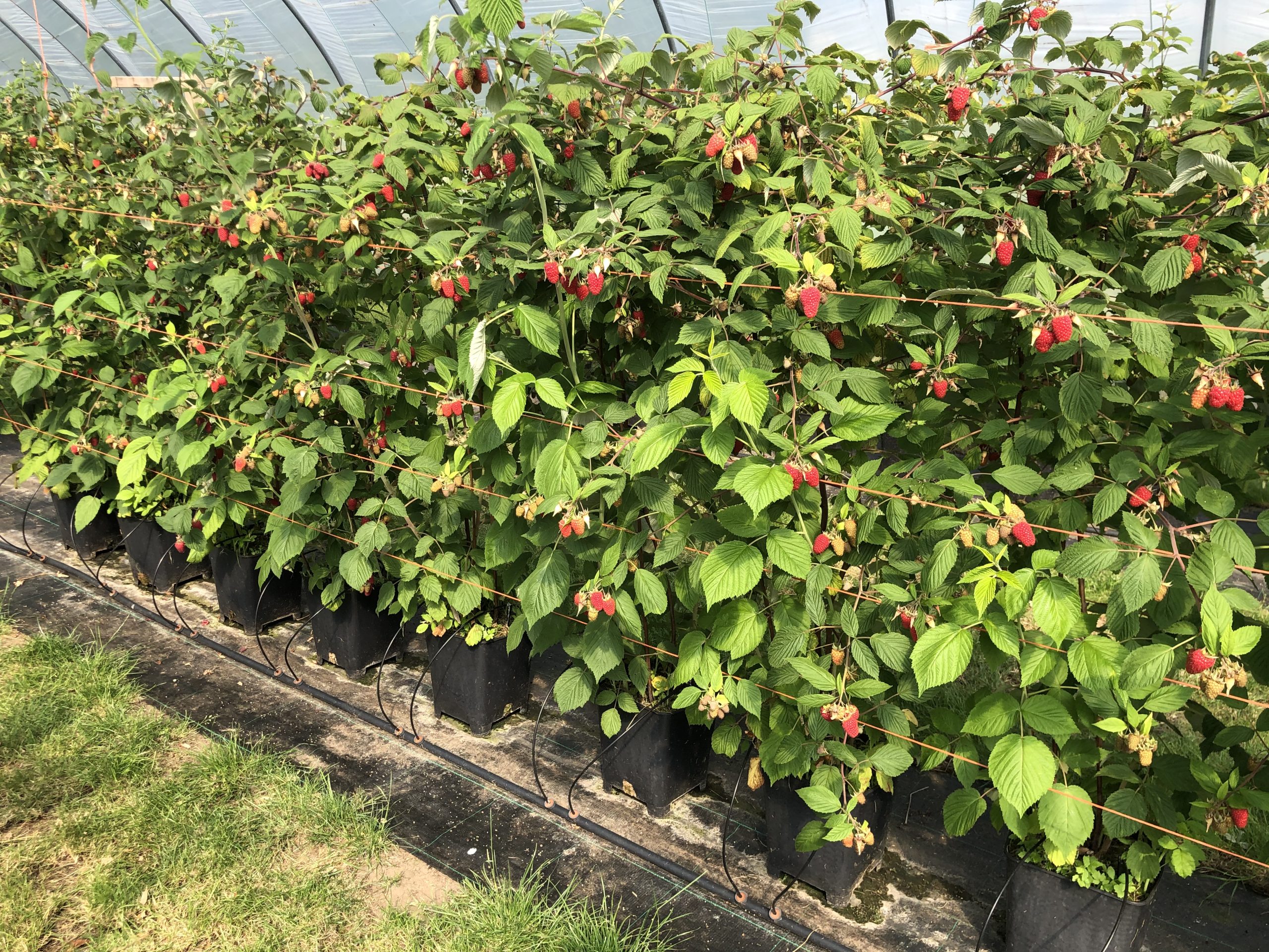 raspberry
