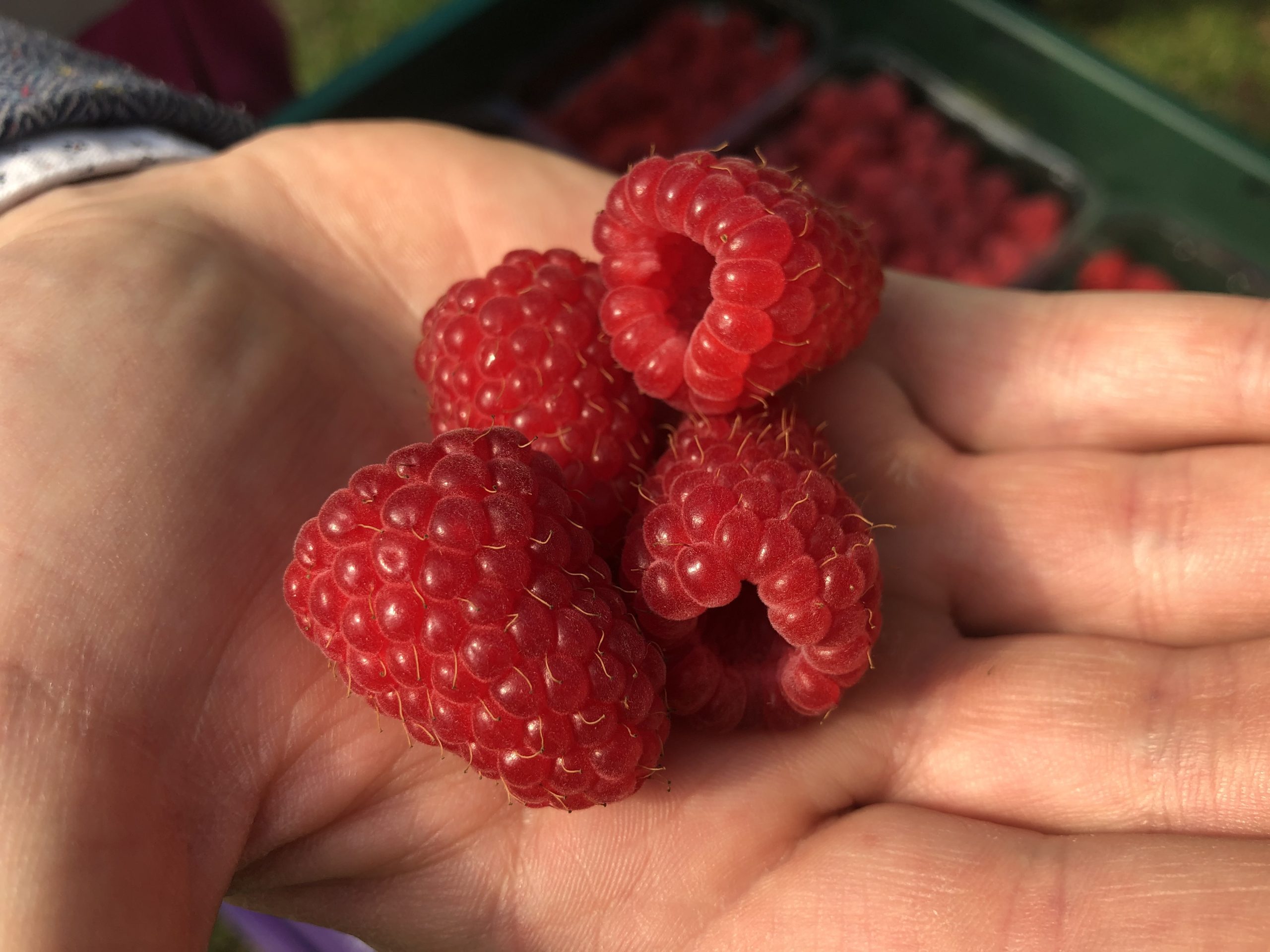 raspberry