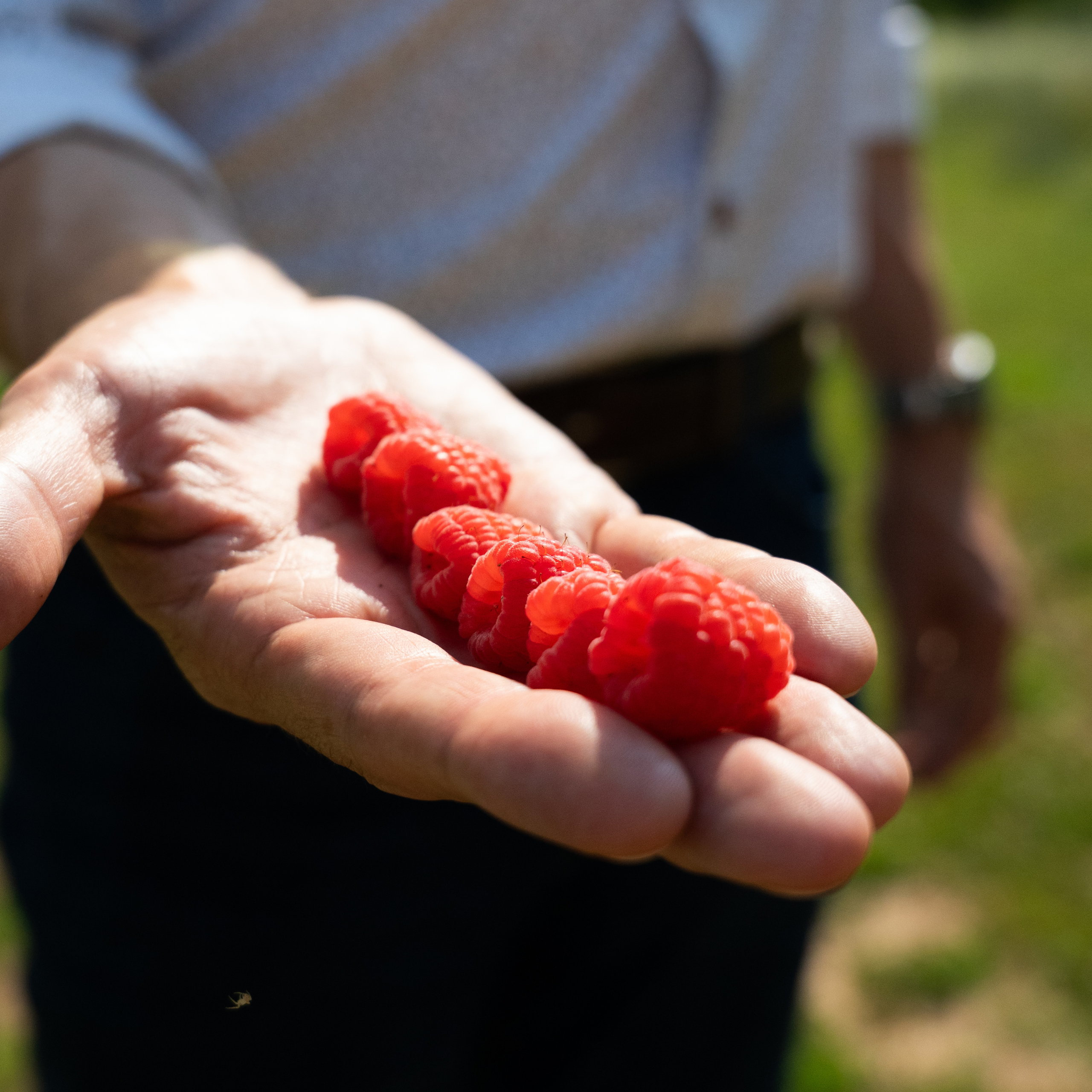 raspberry