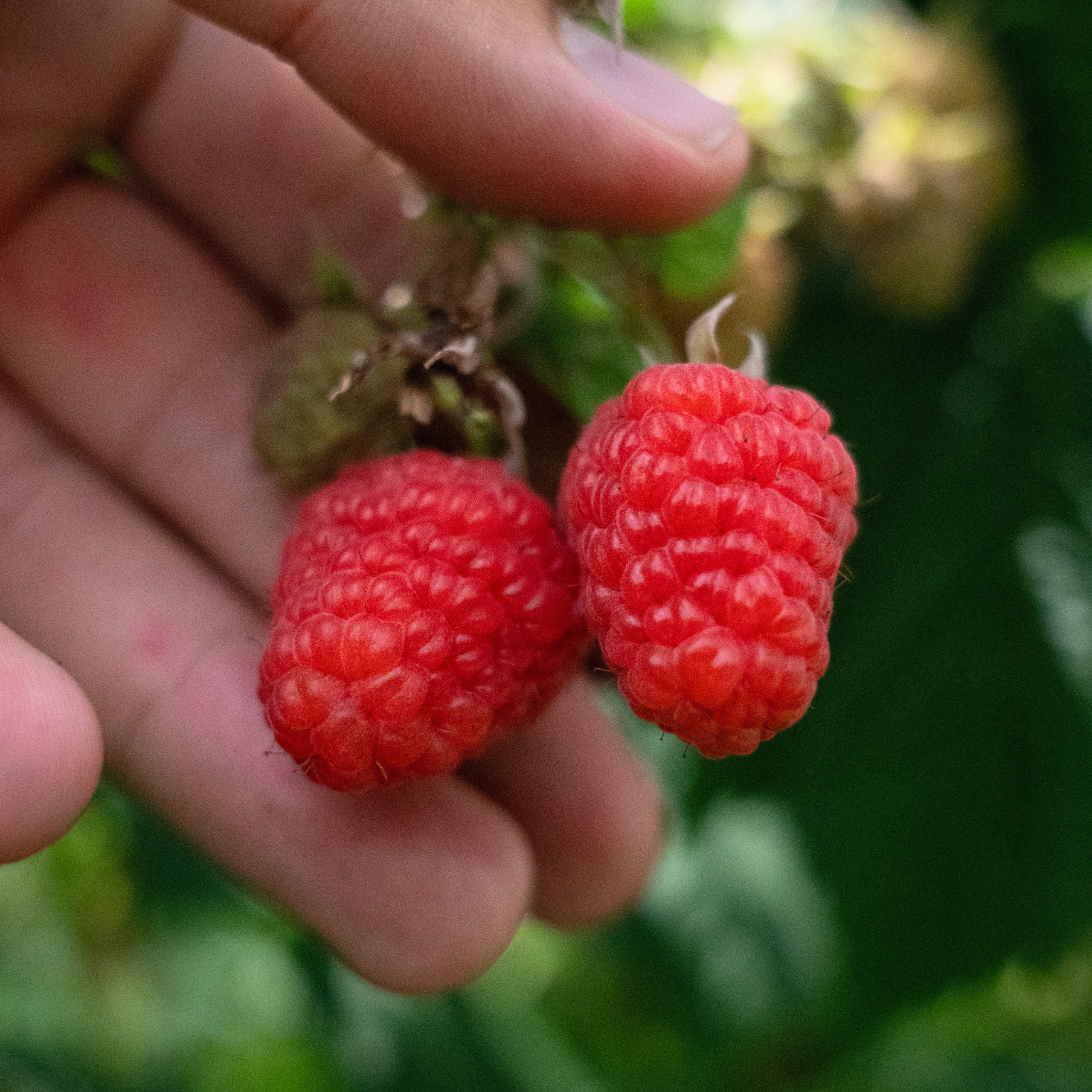 raspberry