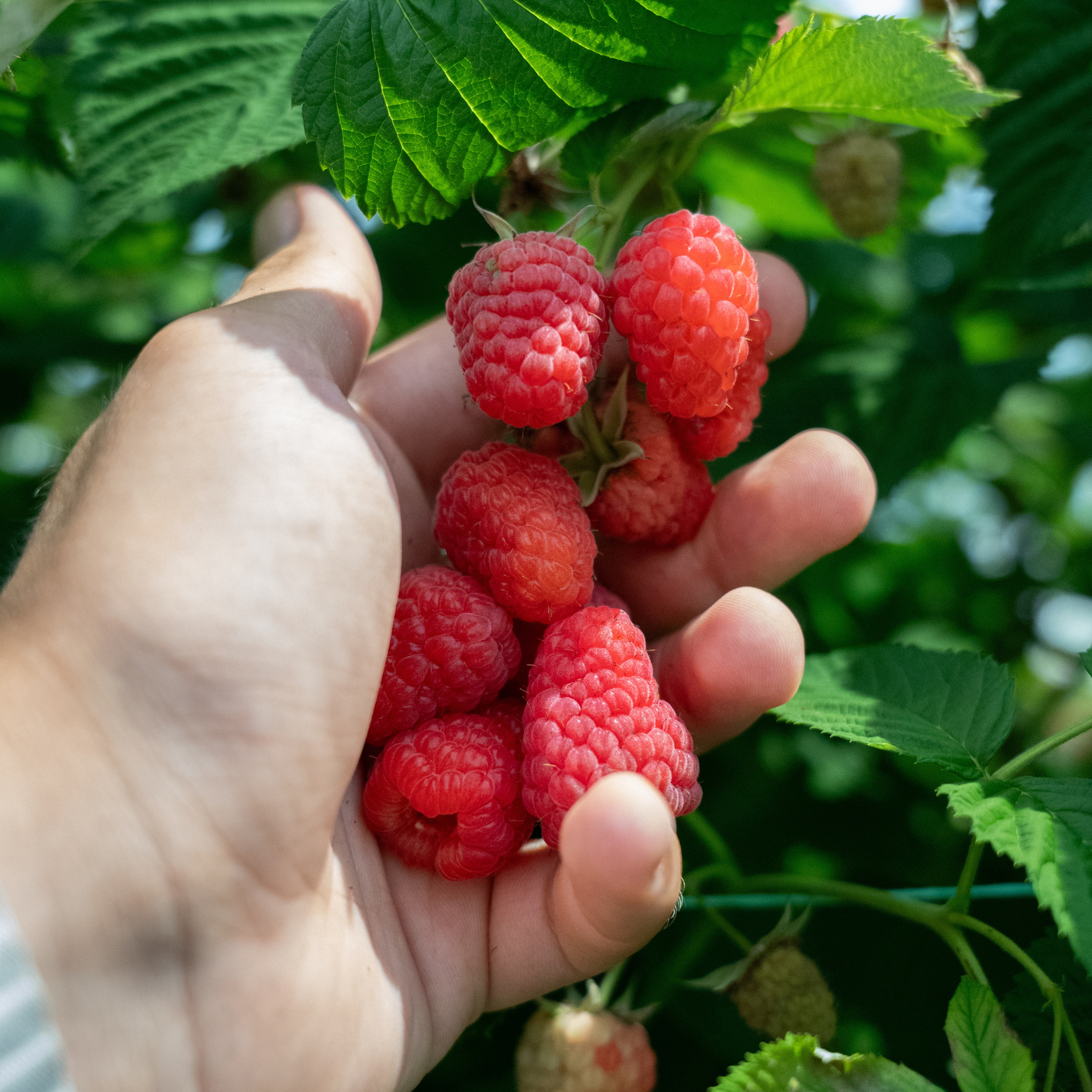 raspberry