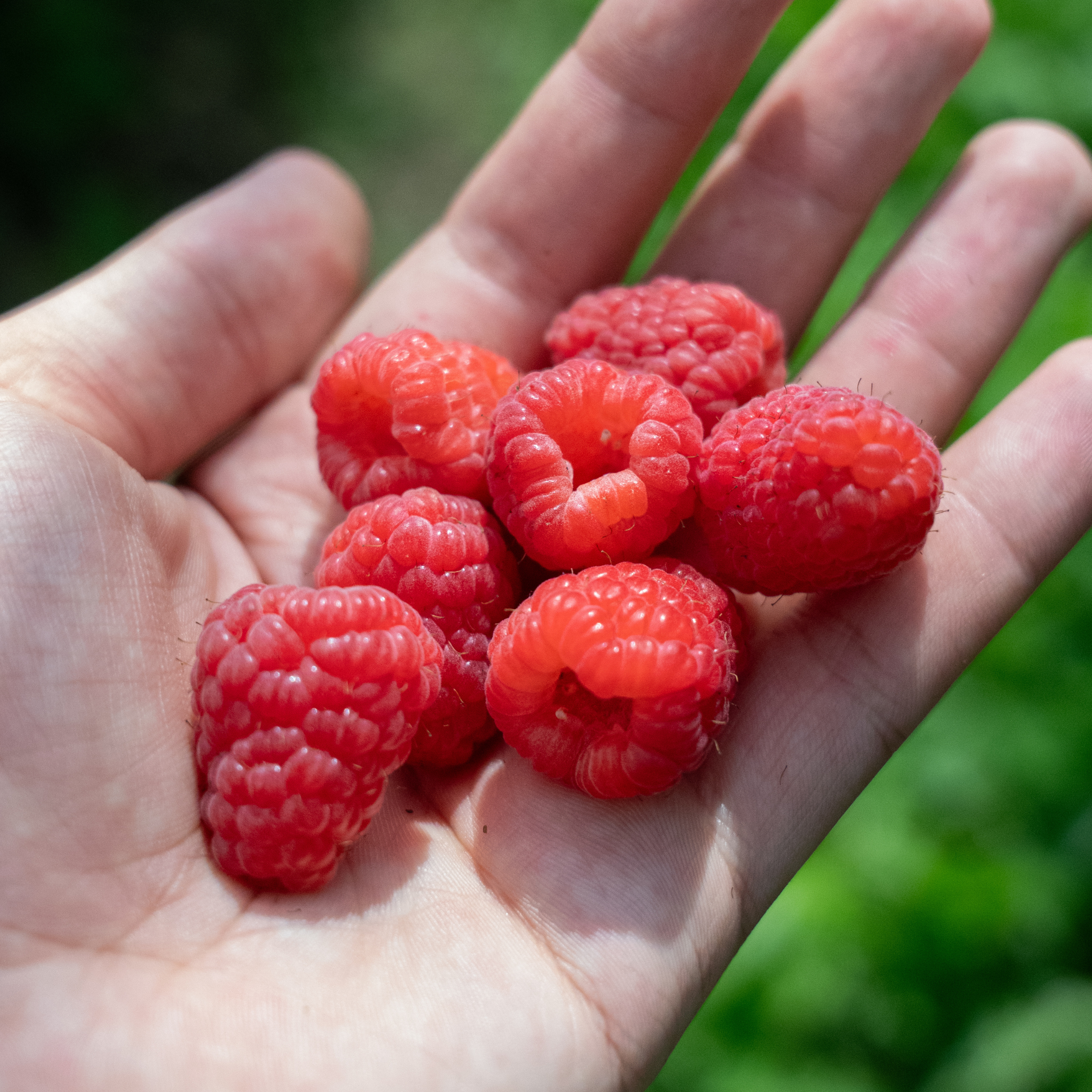 raspberry