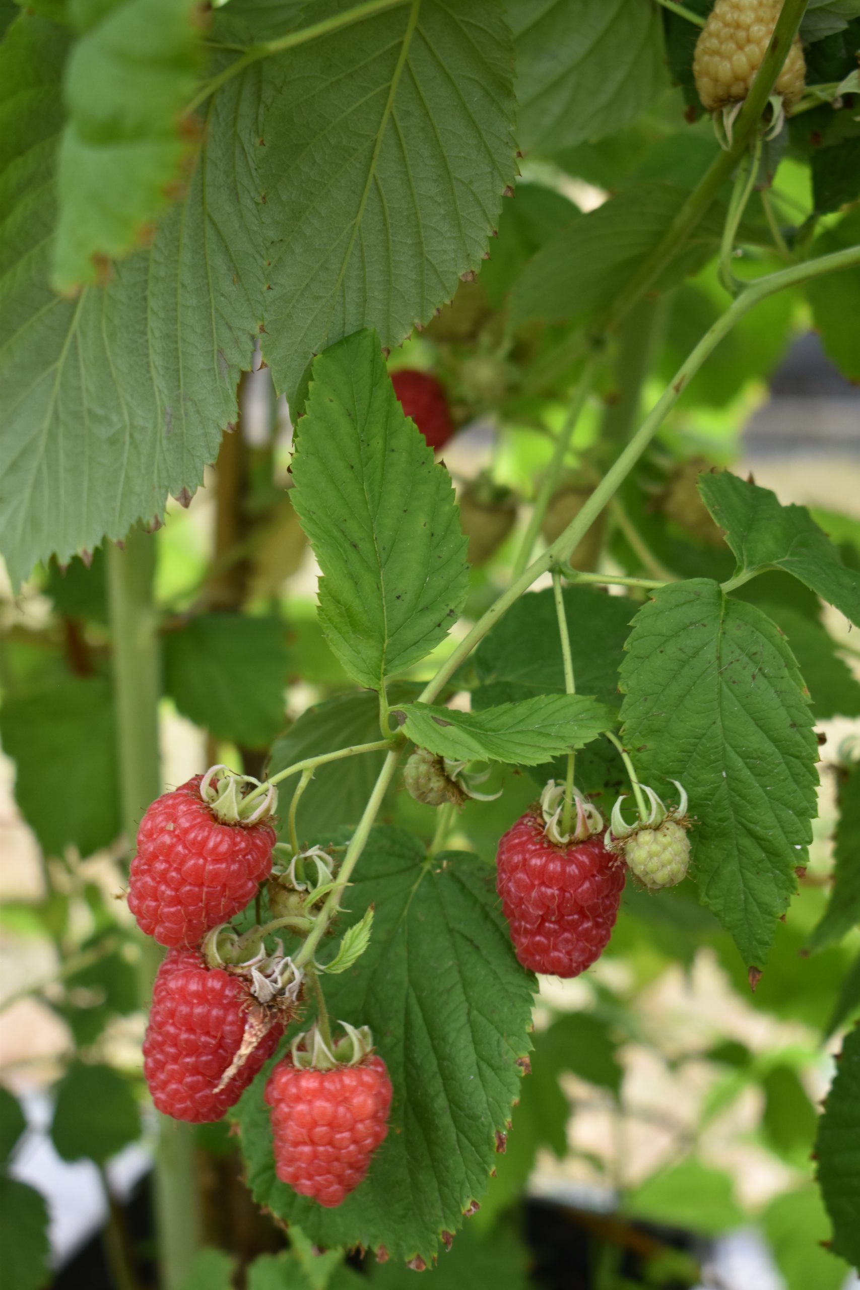 raspberry