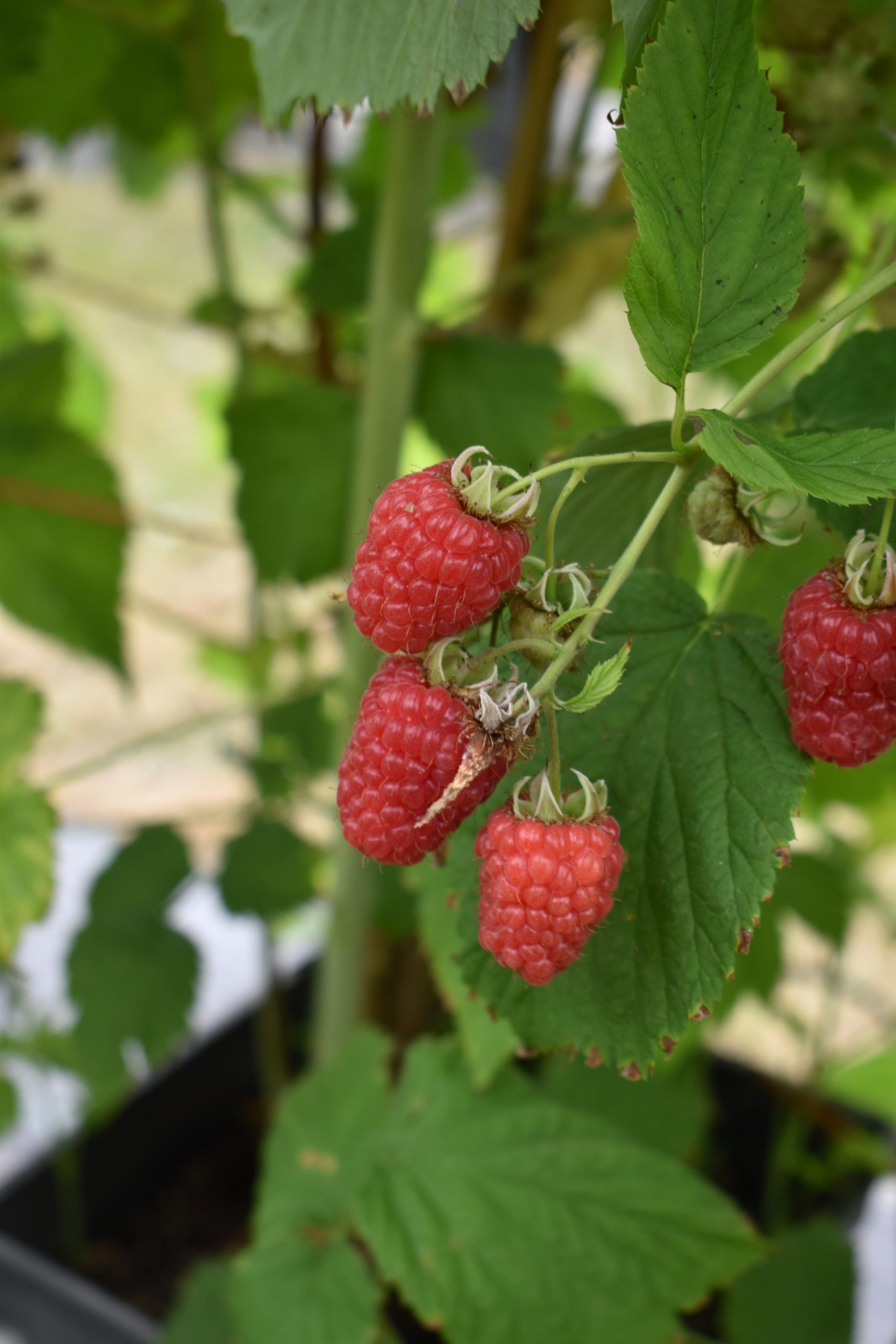 raspberry
