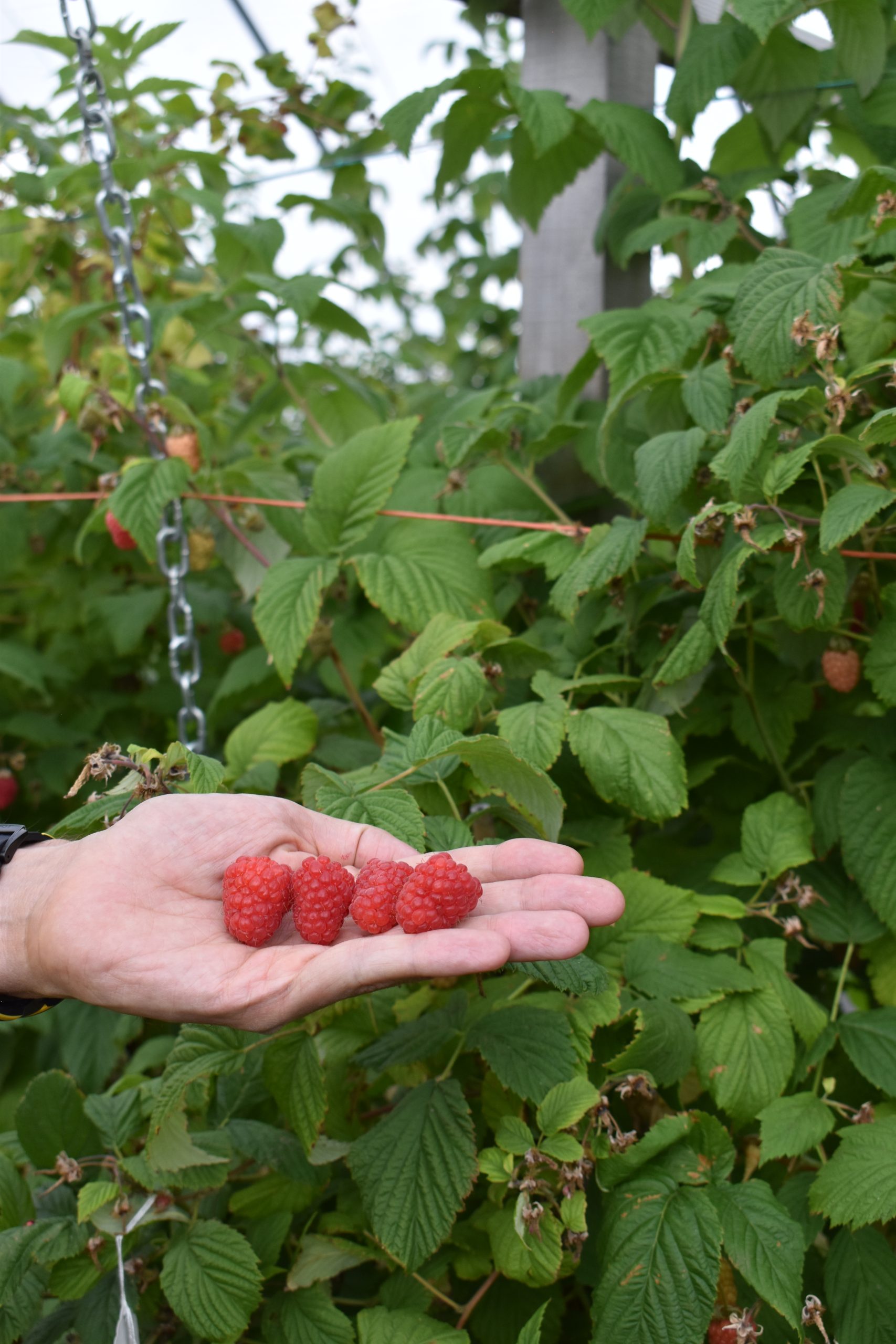 raspberry