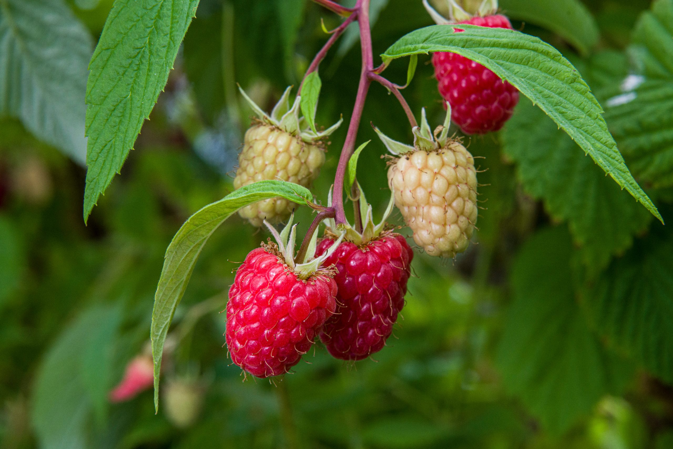 raspberry