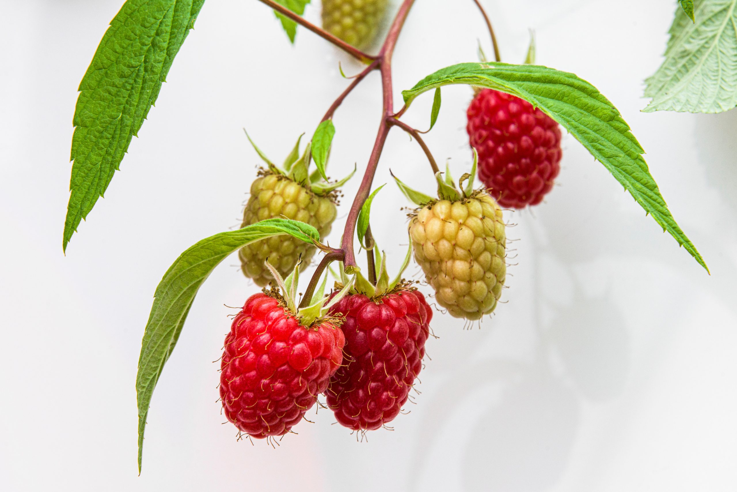 raspberry