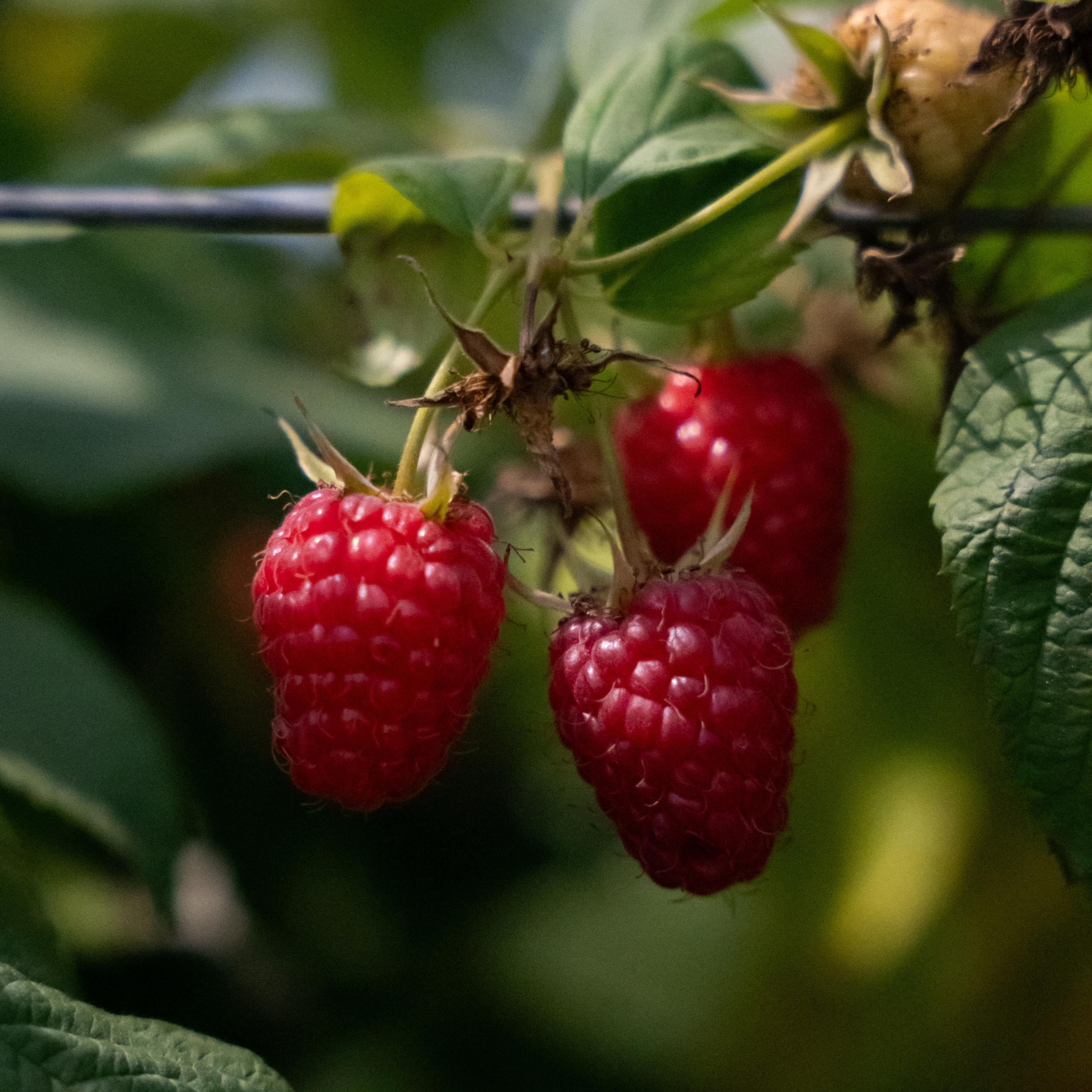raspberry