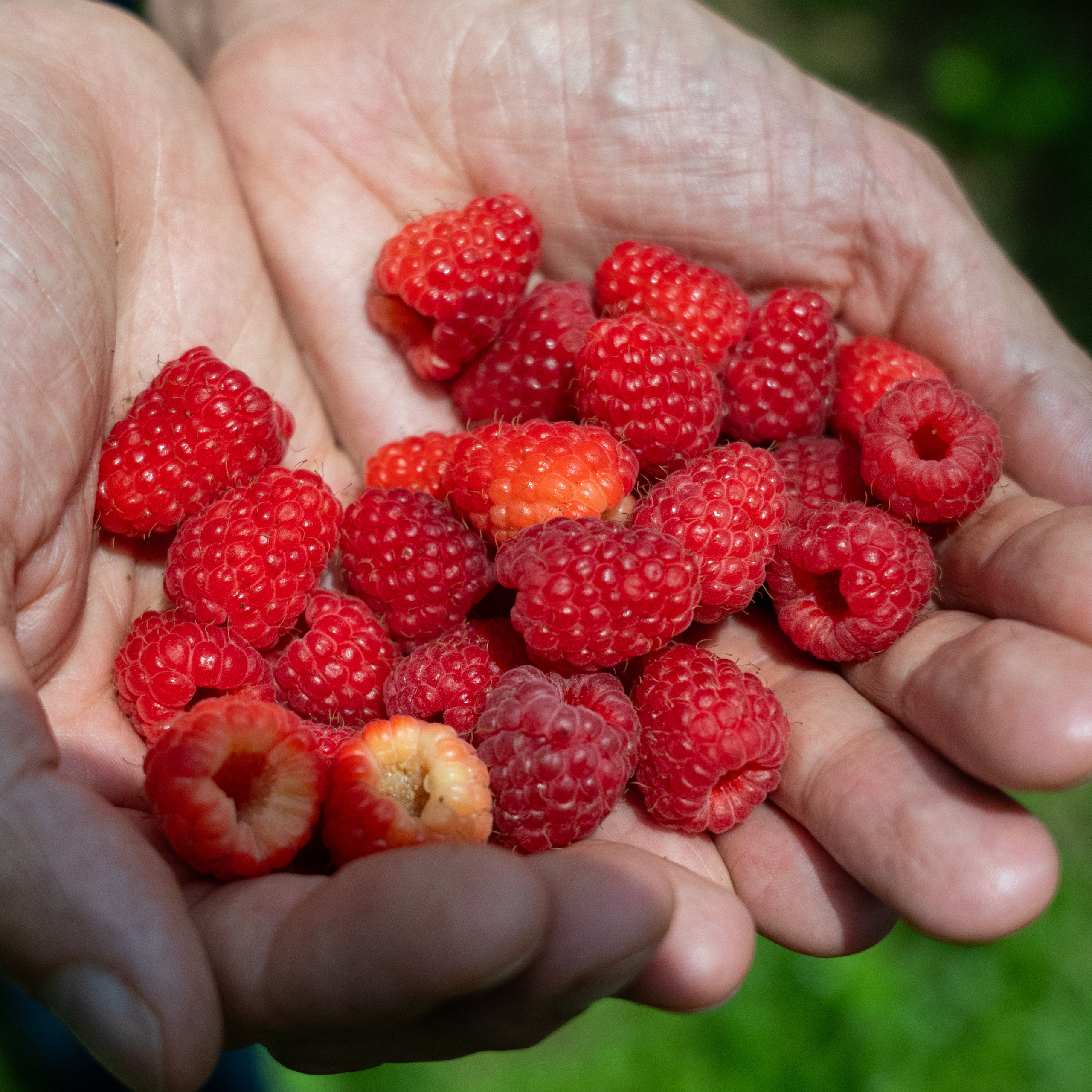 raspberry