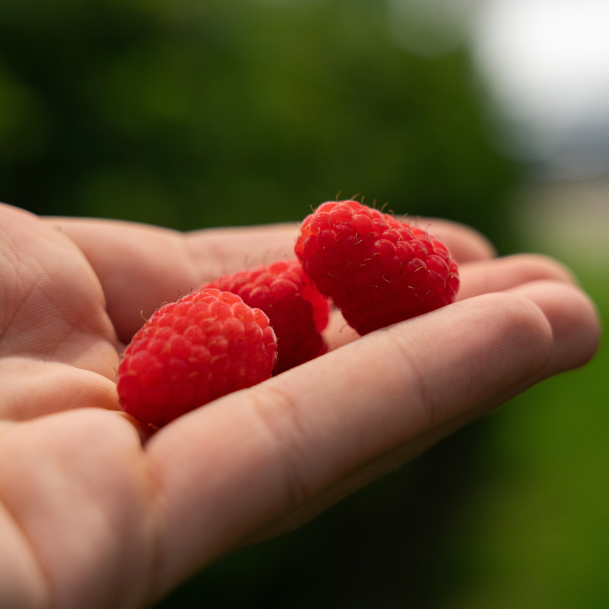 raspberry