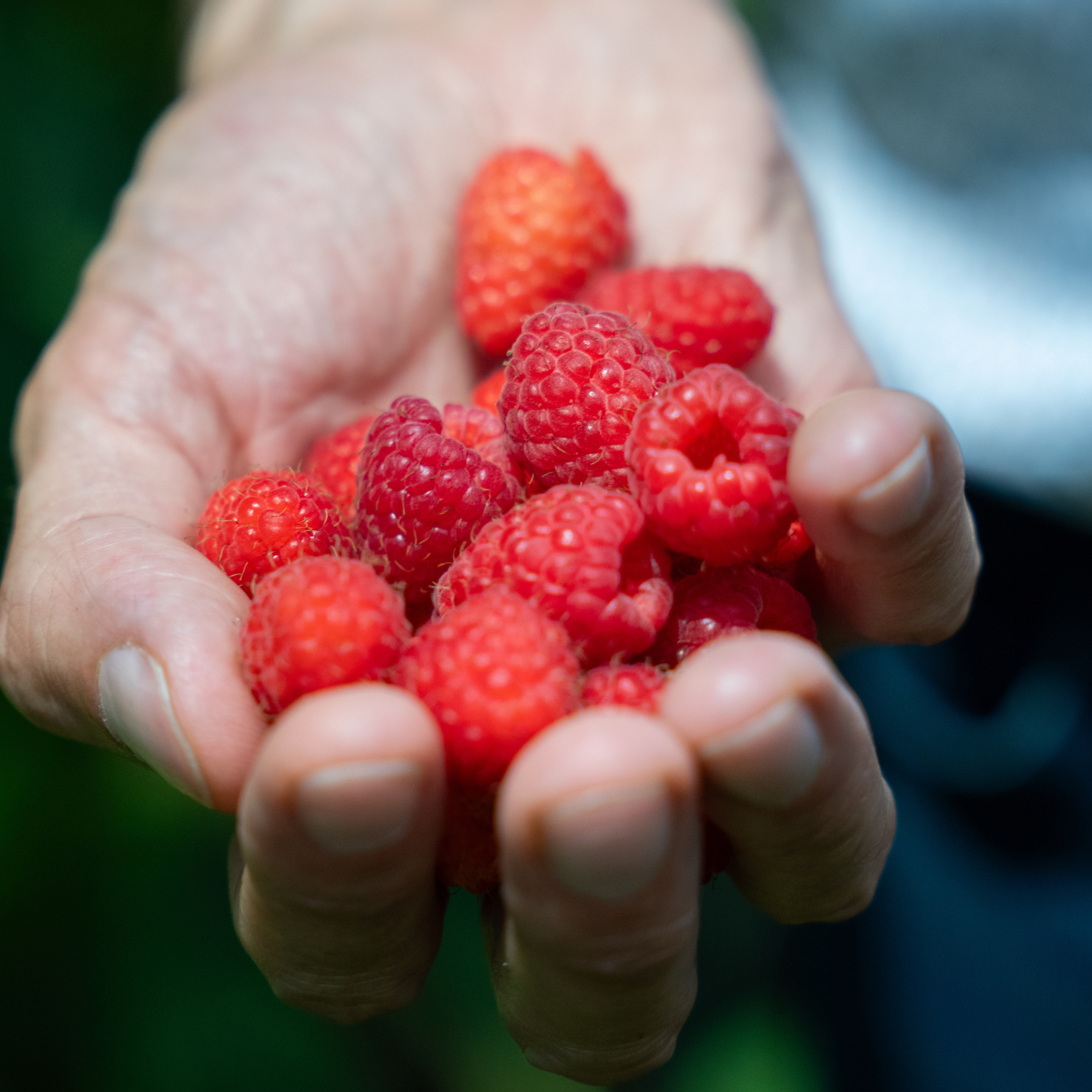 raspberry