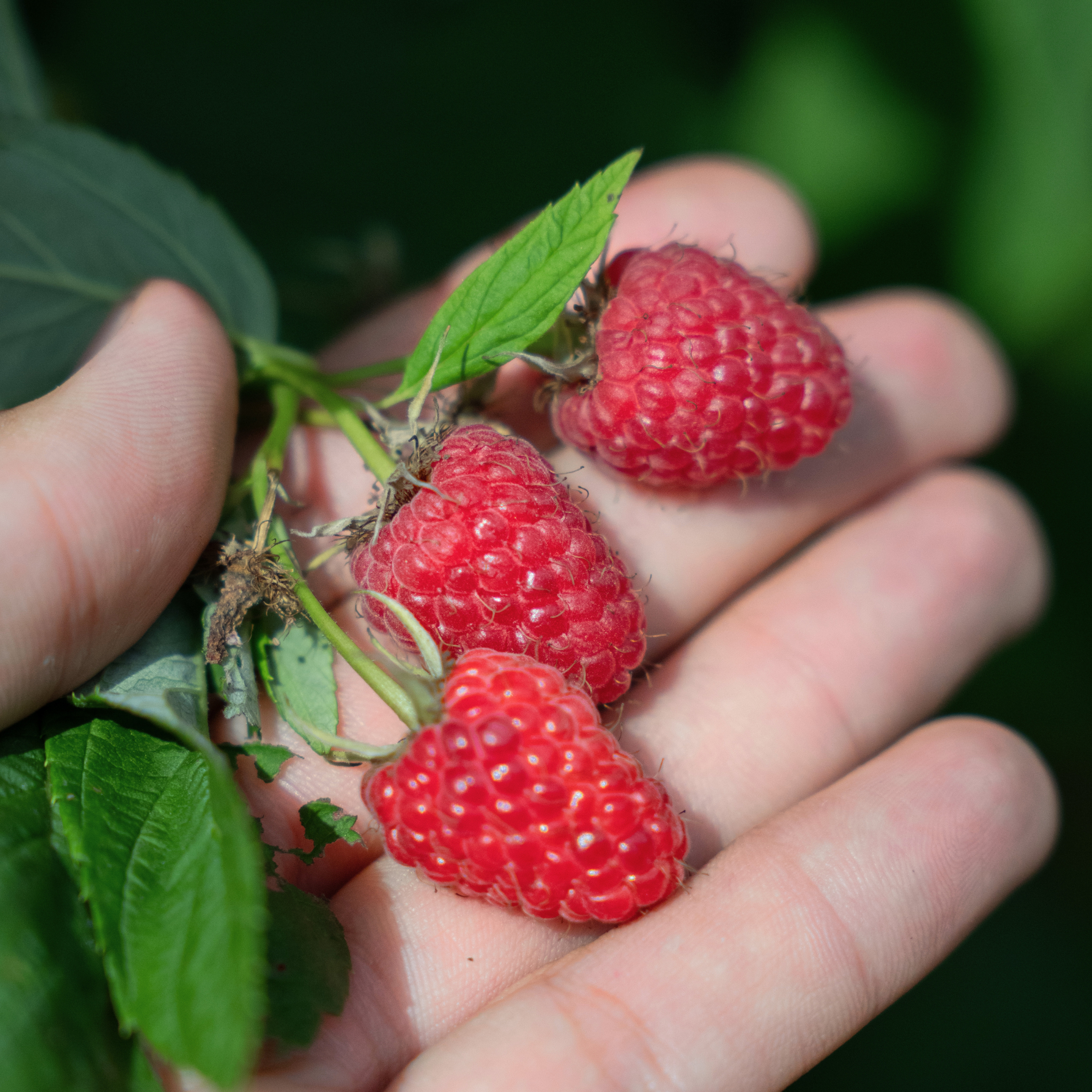 raspberry