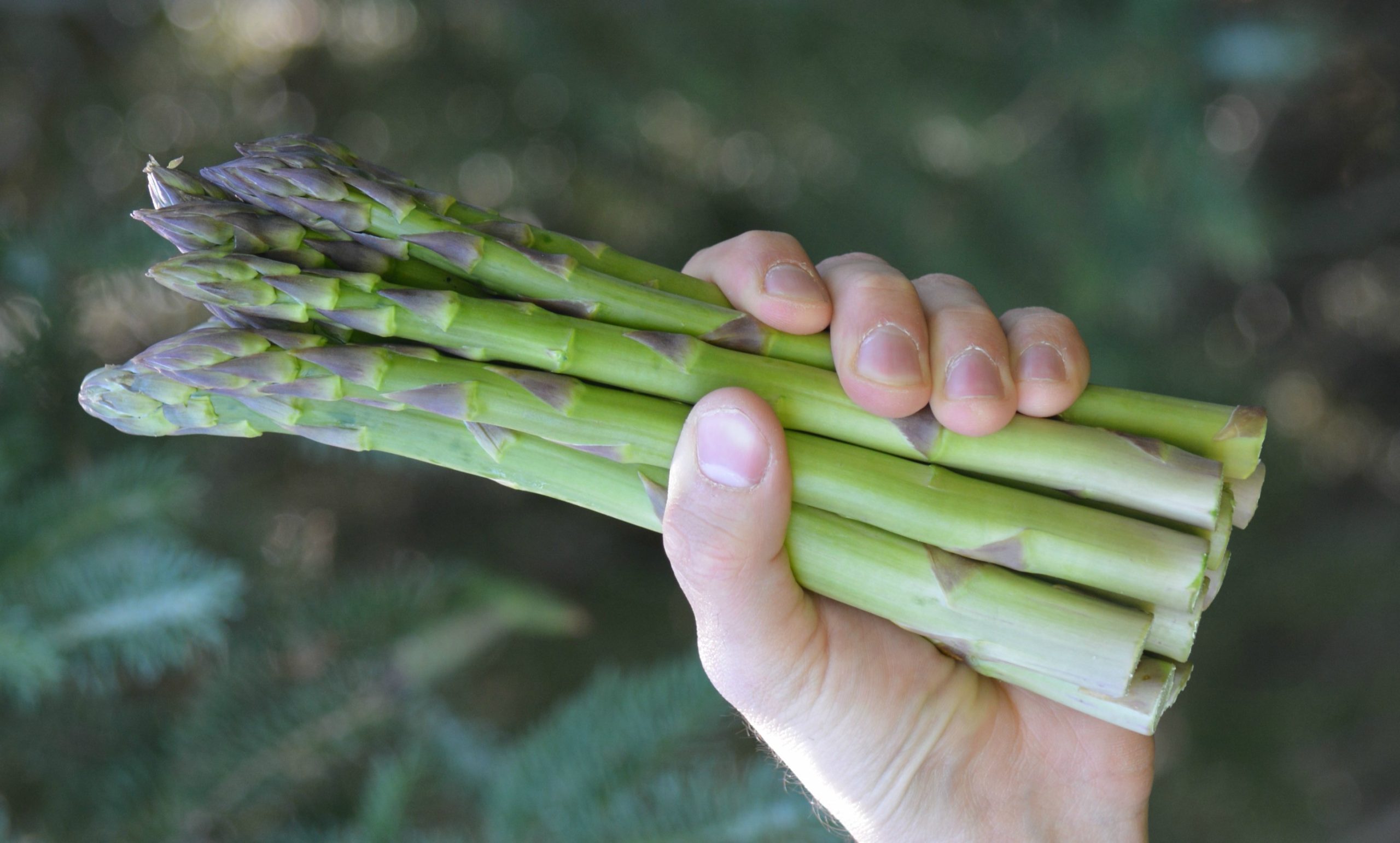 asparagus