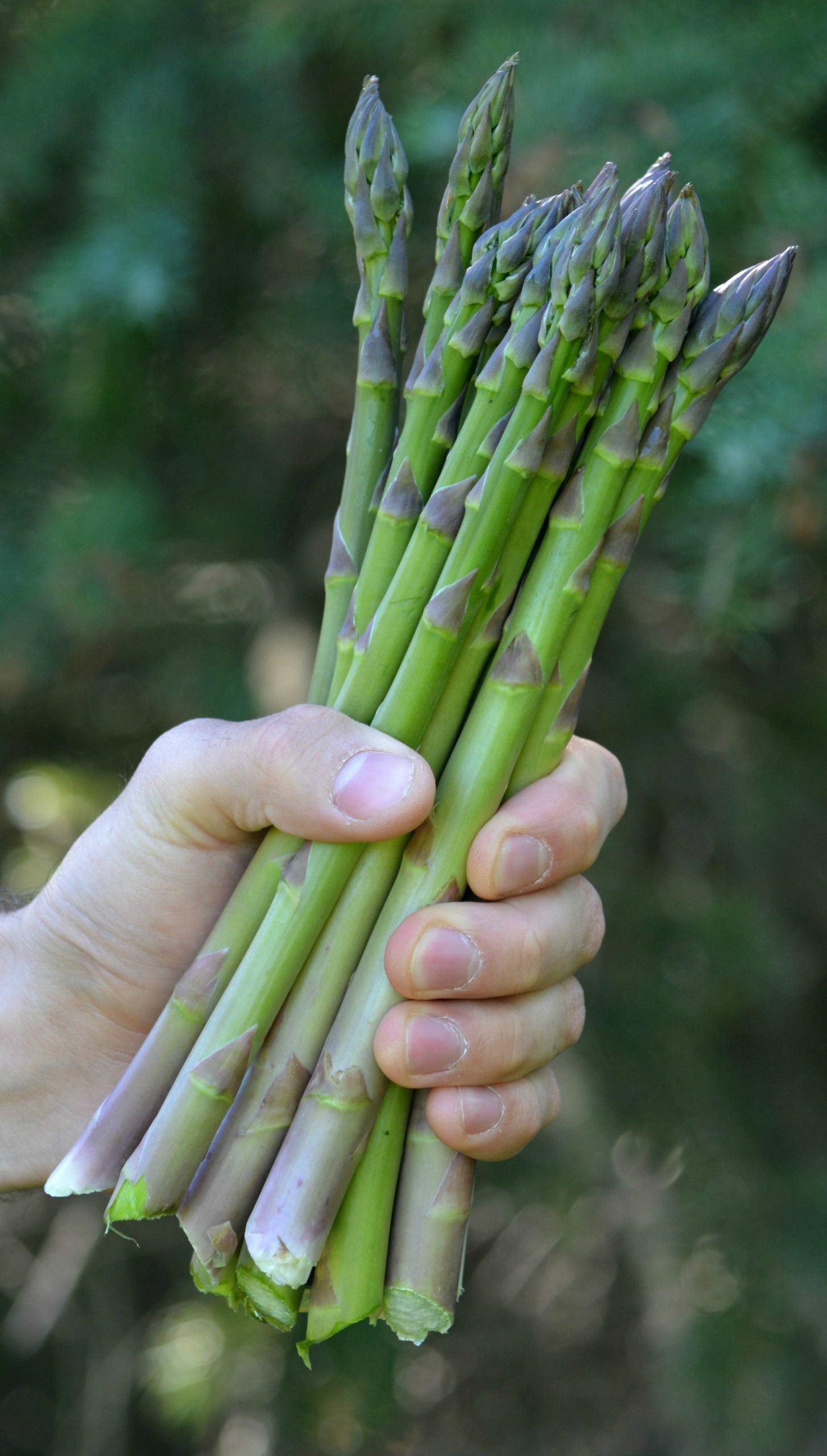 asparagus