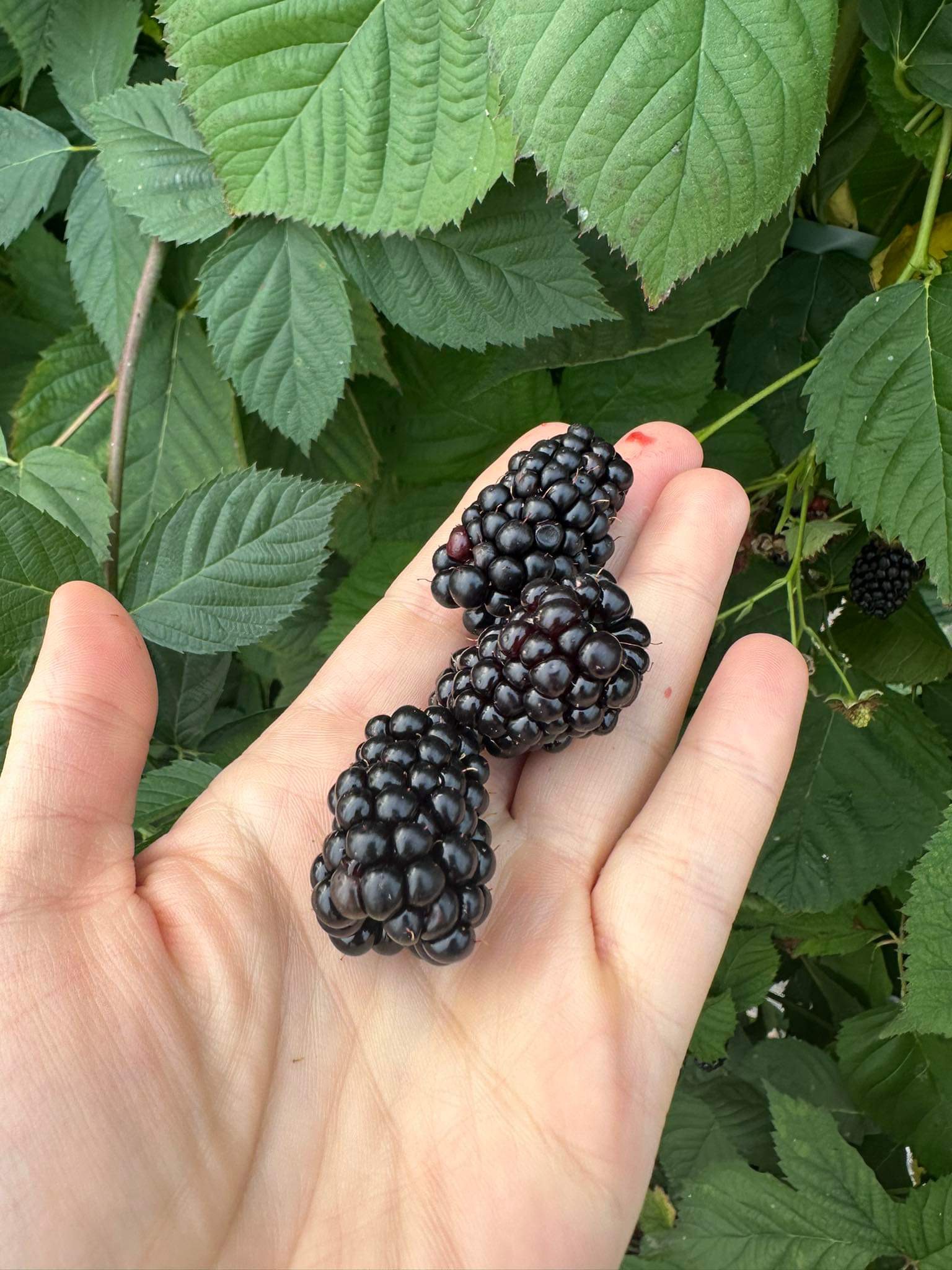 blackberry