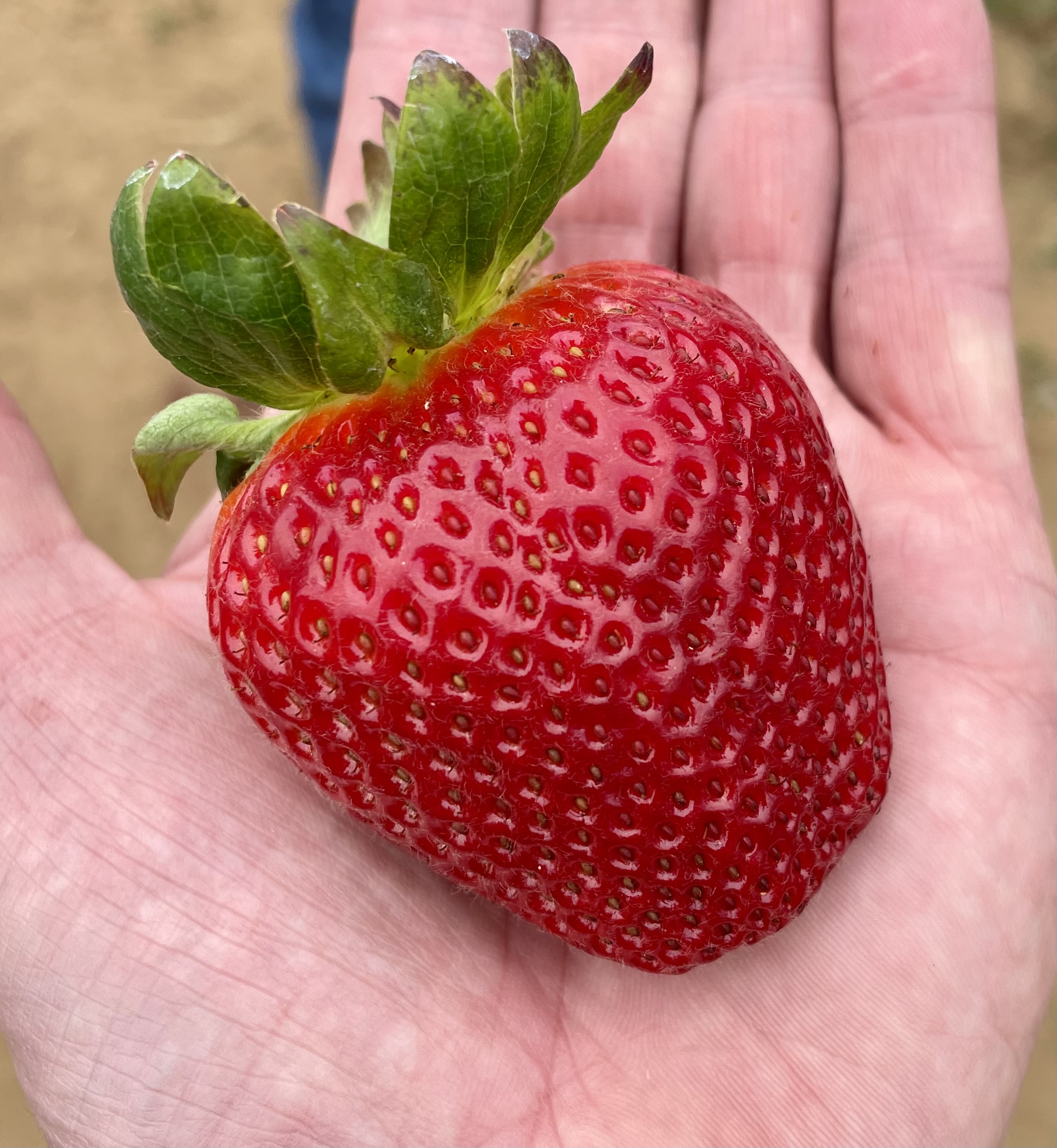 strawberry