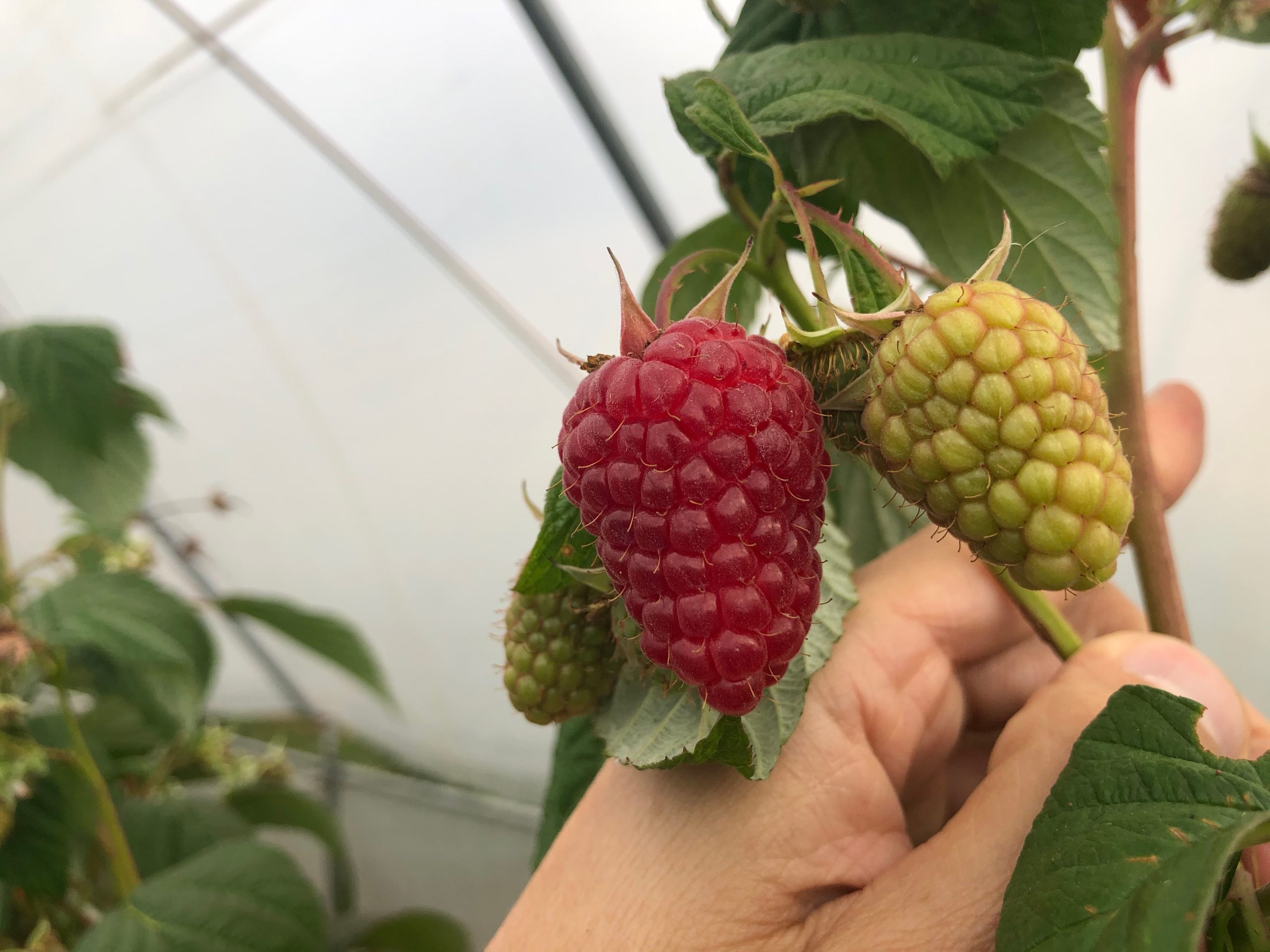 raspberry