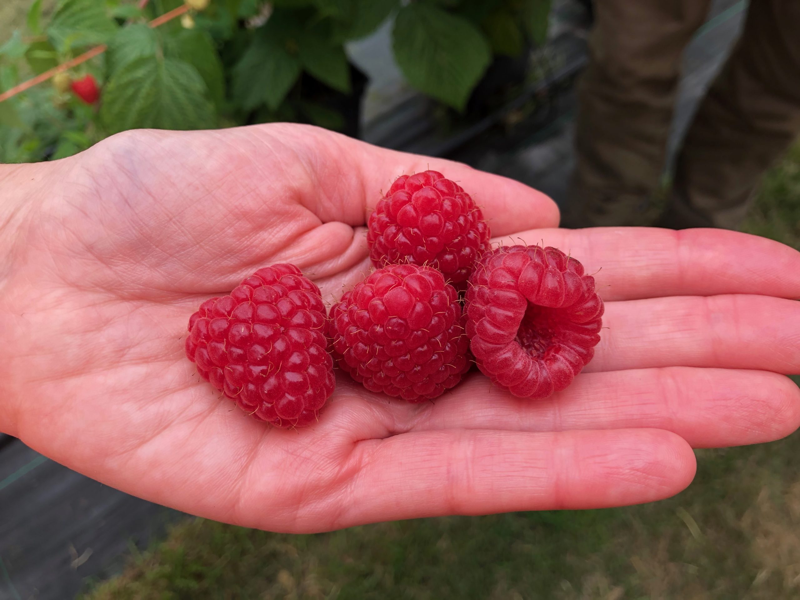 raspberry