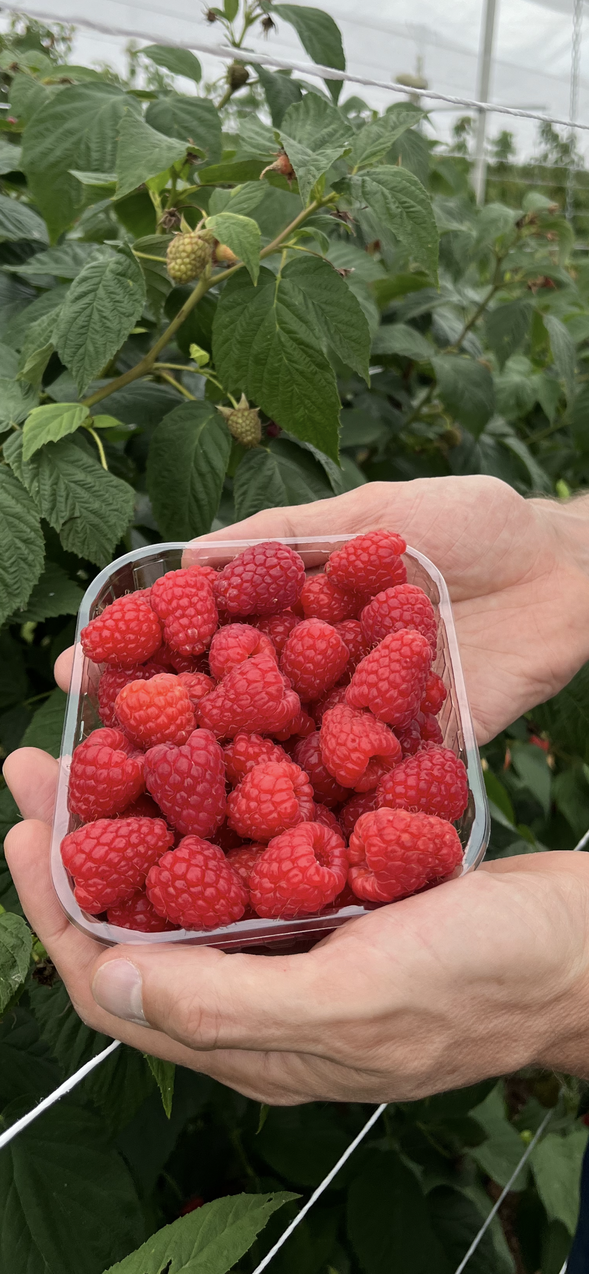 raspberry