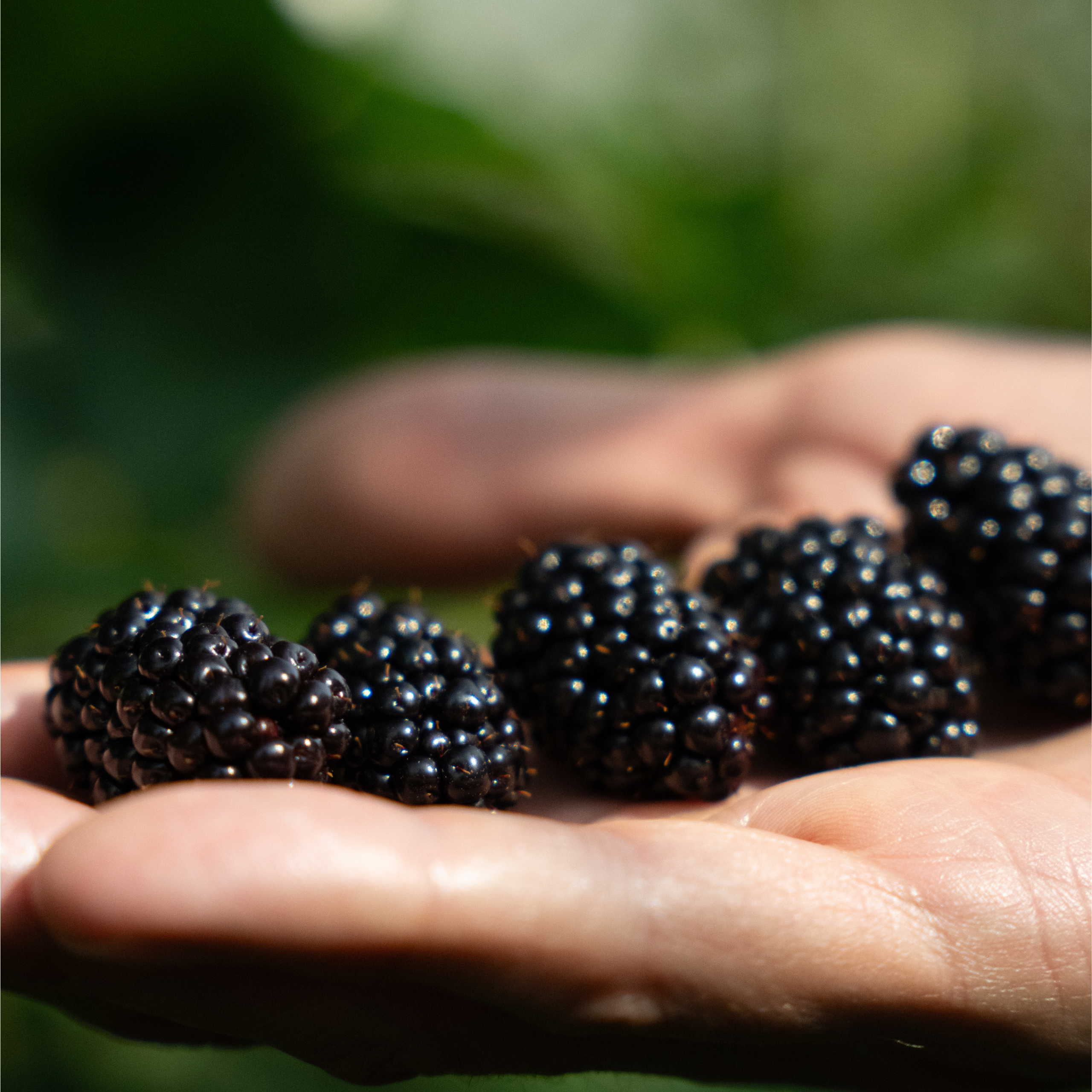 blackberry
