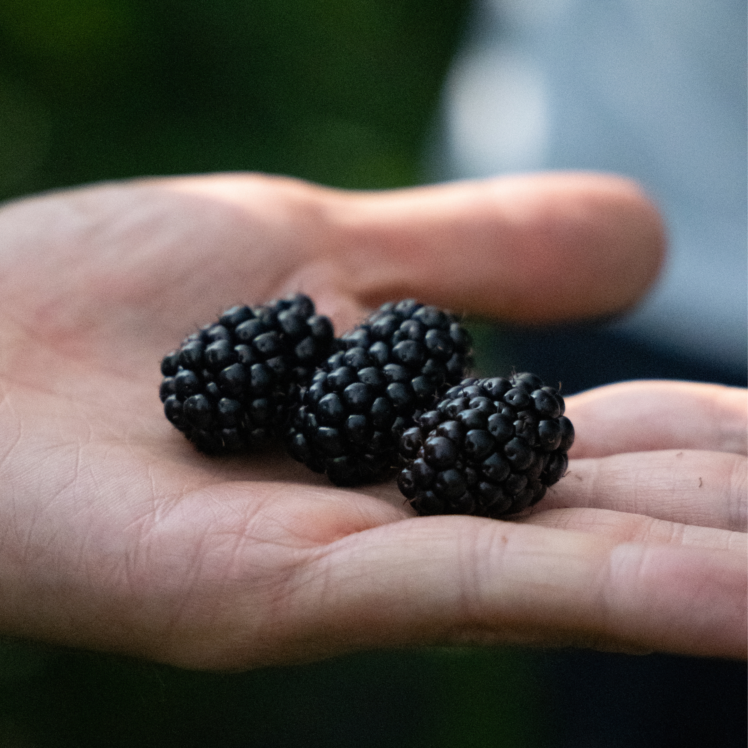 blackberry