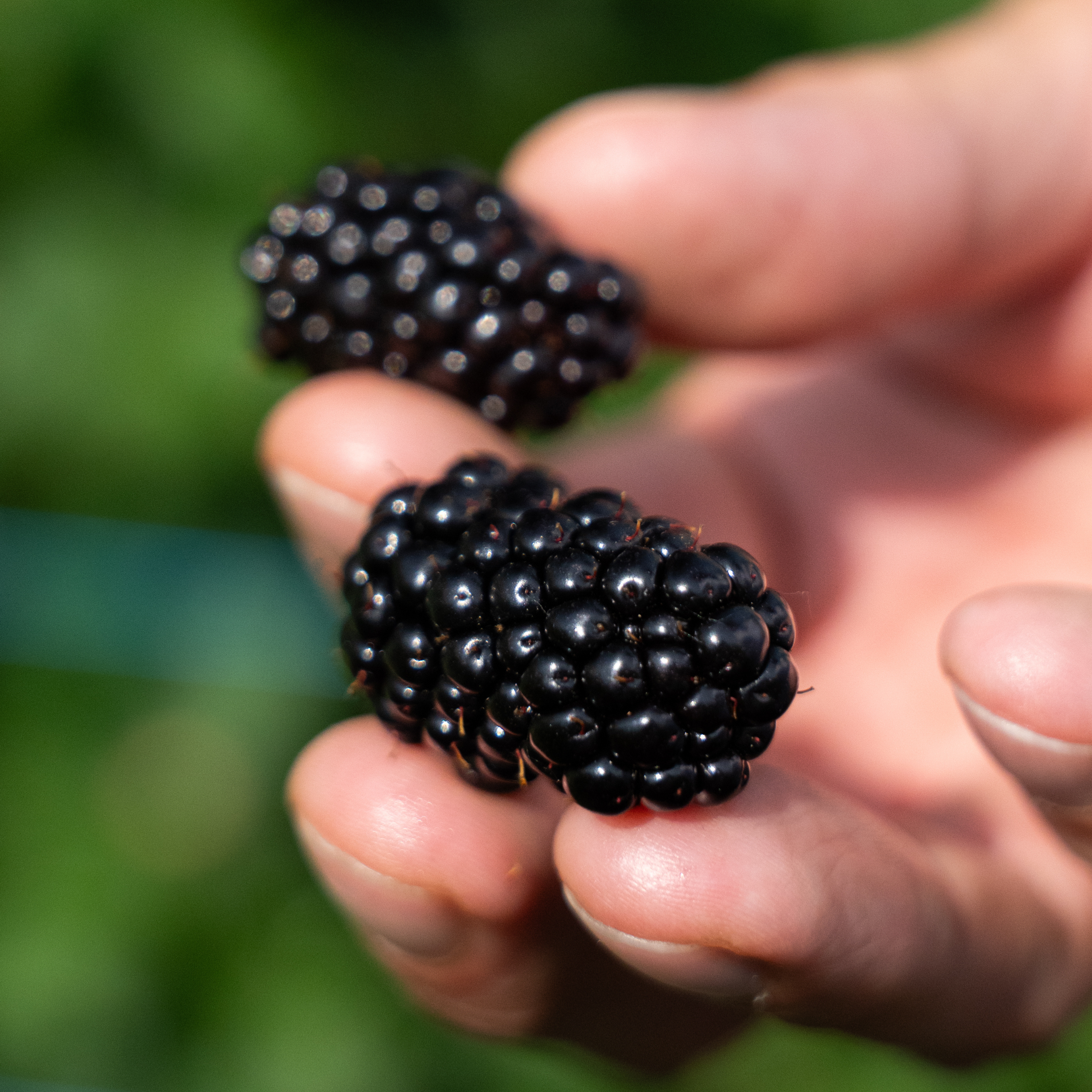 blackberry