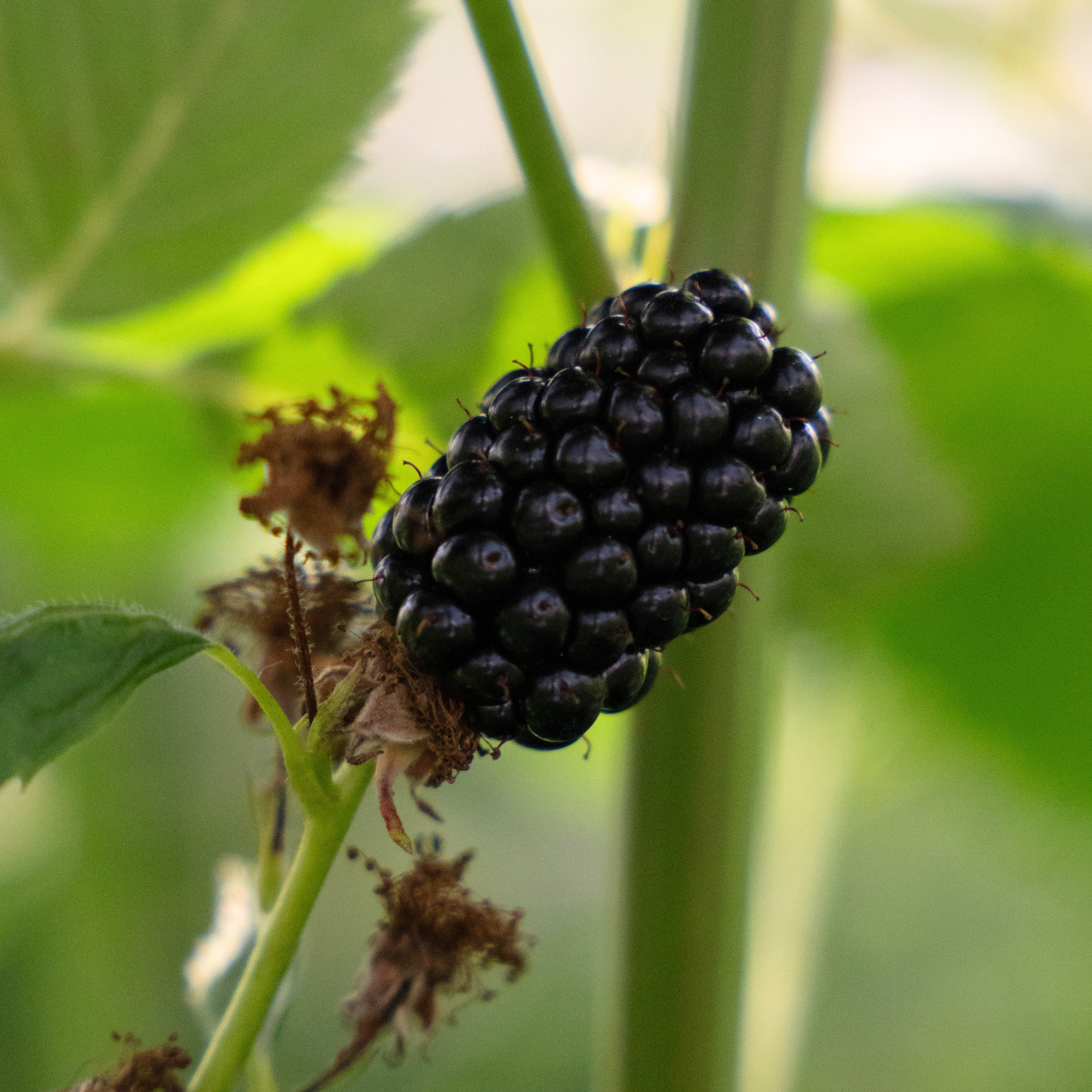 blackberry